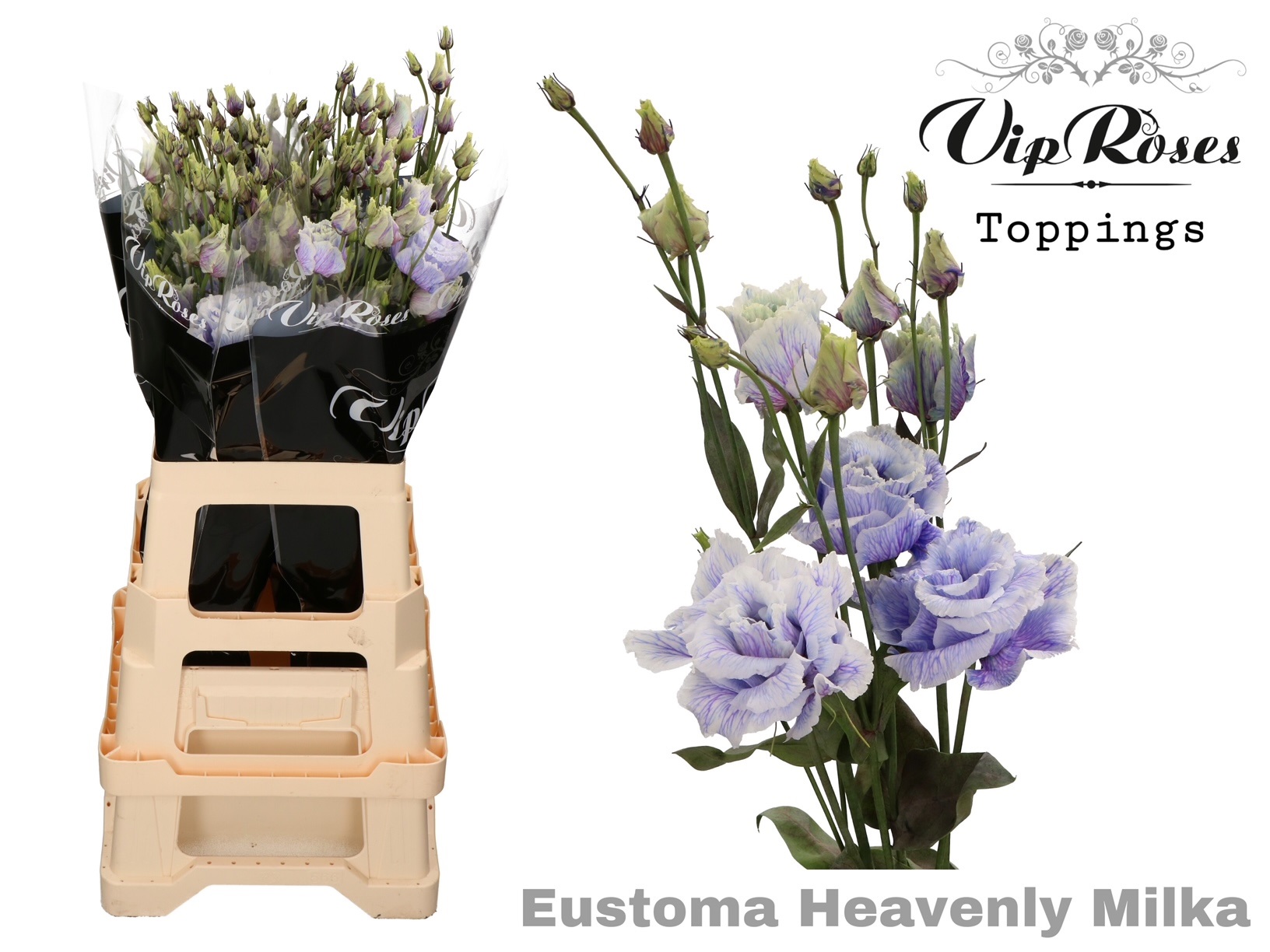 Eust G Alissa Heavenly Milka 75 cm