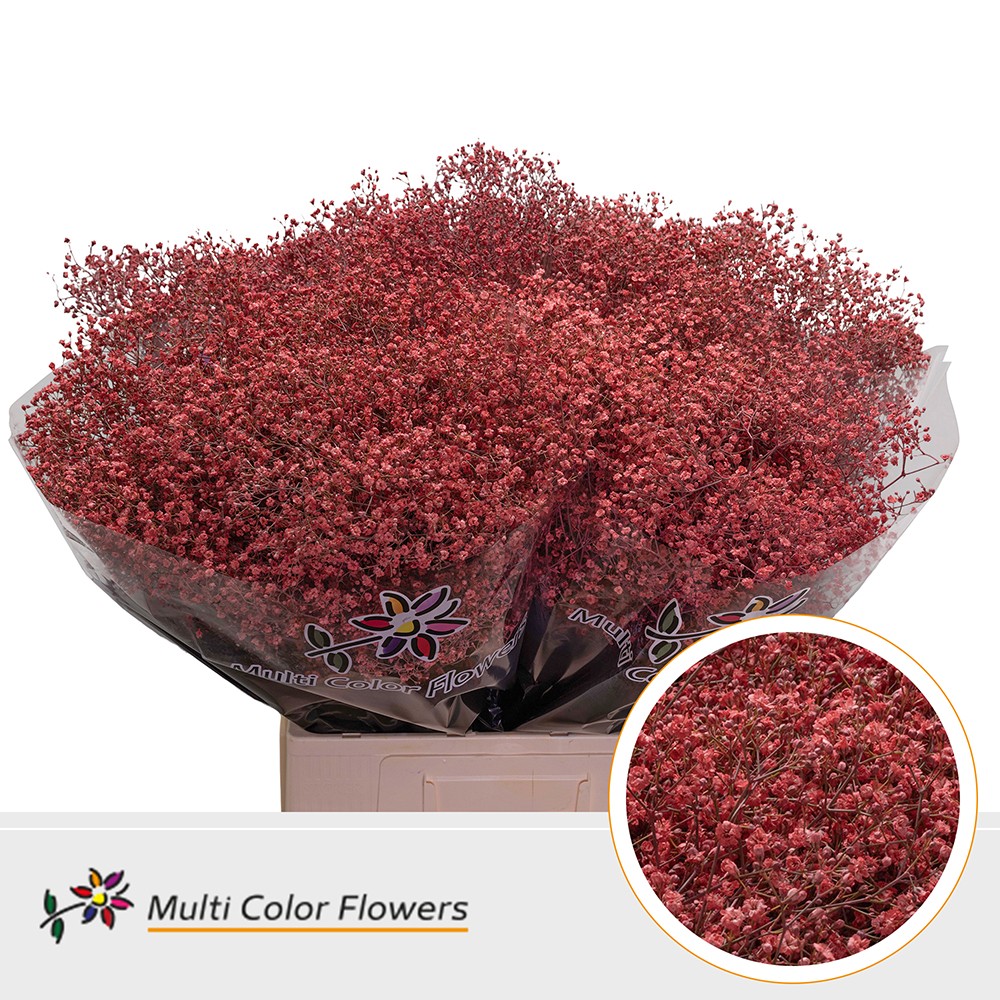 Gypsophila Painted Million Star Coral 70cm