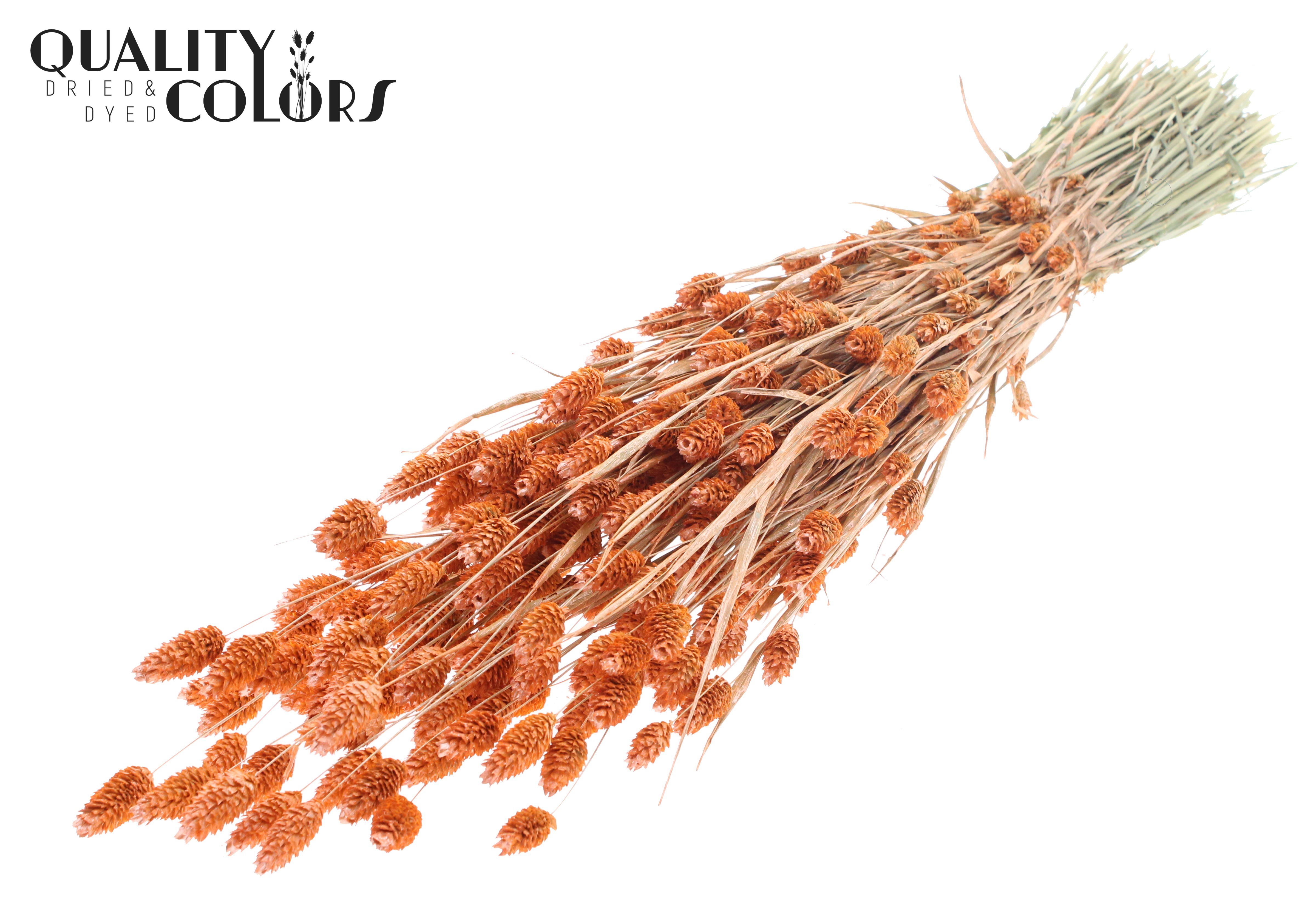 Phalaris Pearl Orange Per Bunch 60cm 220gr.