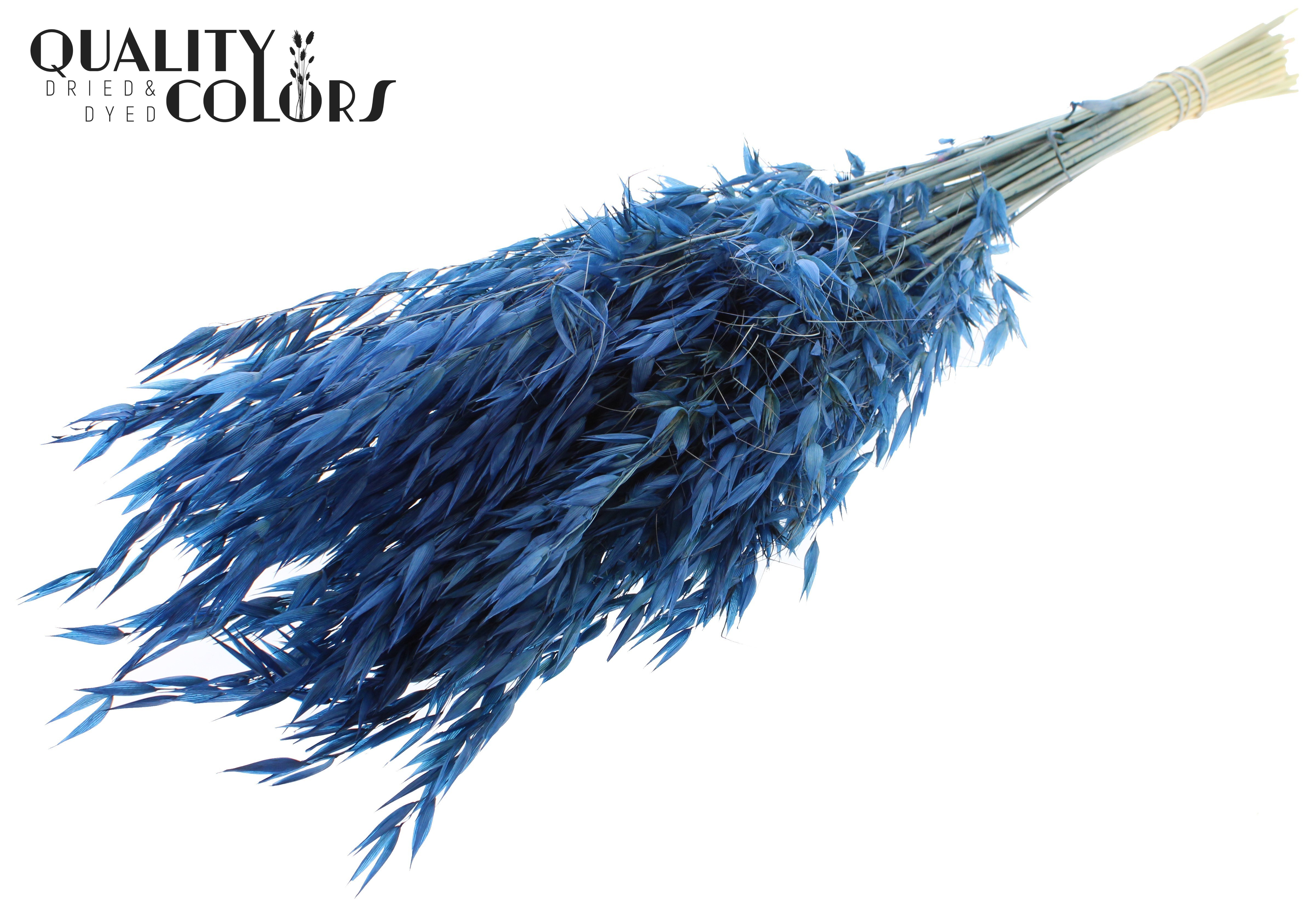 Avena Blue Per Bunch 70cm