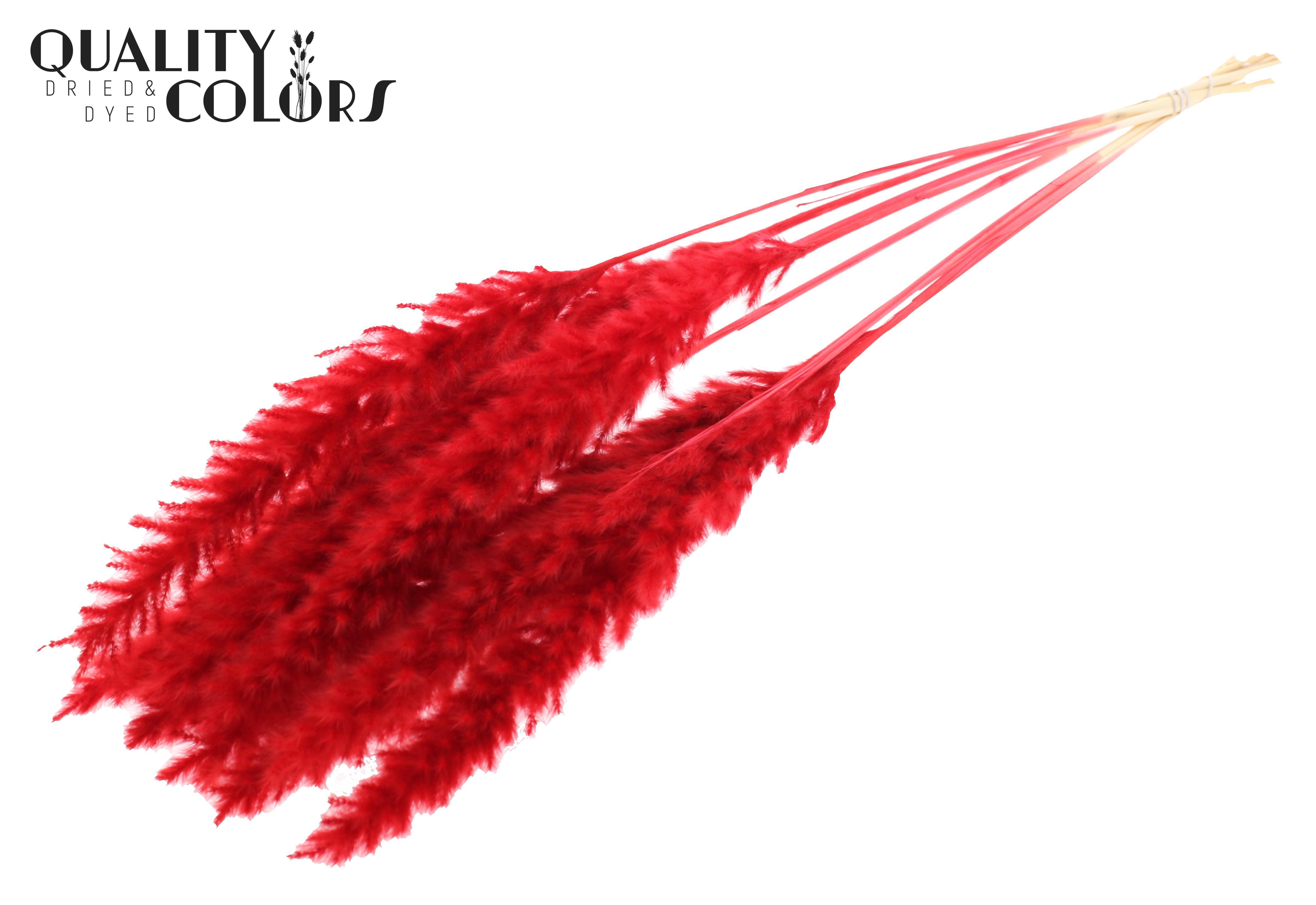 Fluffy Pampas Red Per Bunch 70cm