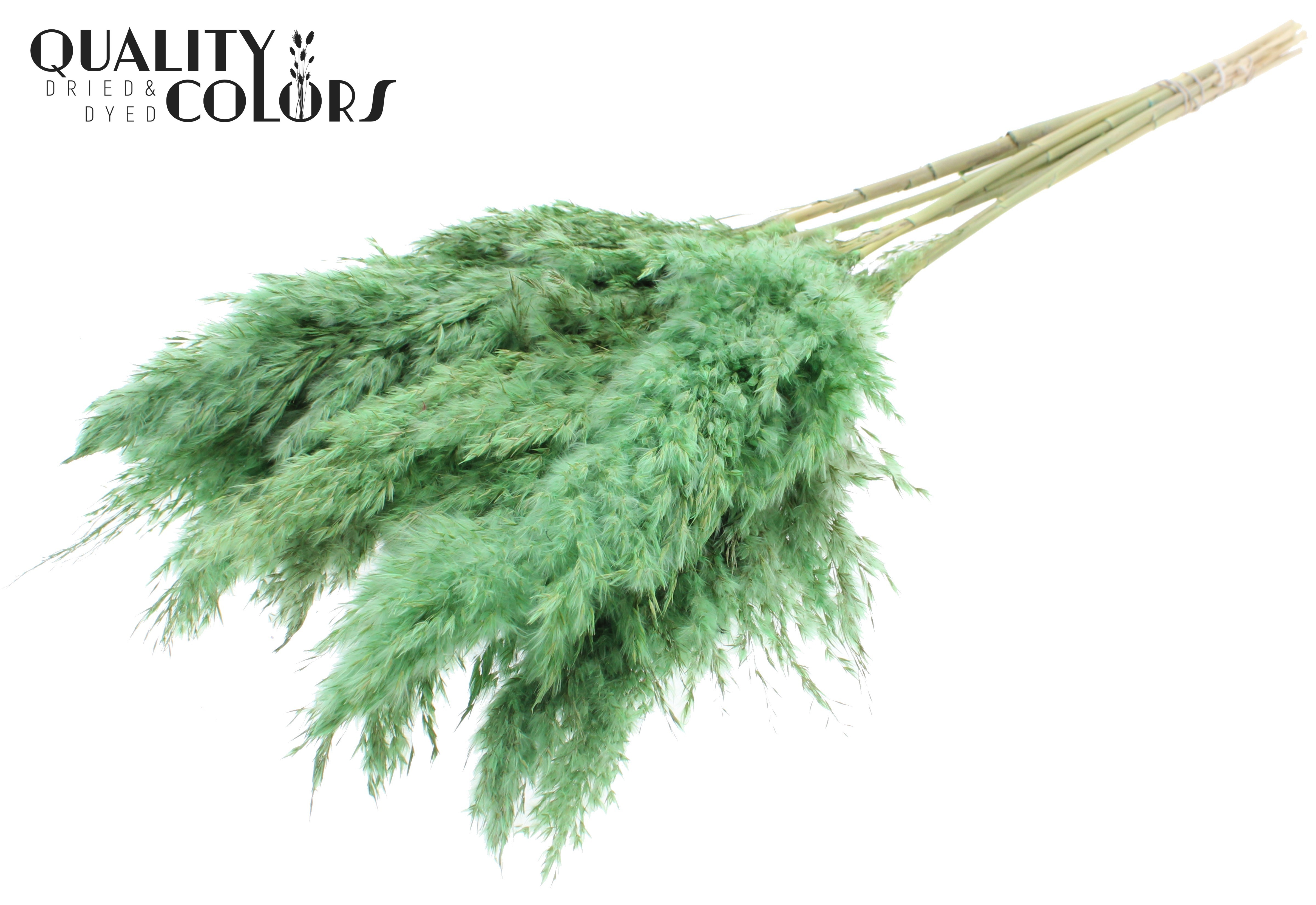 Pampas Grass Frosted Mint Green Per Bunch 70cm