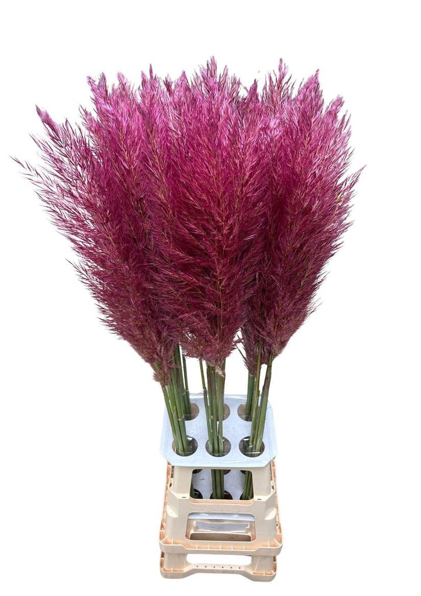 Cortaderia Opgetrokken Purple Stem