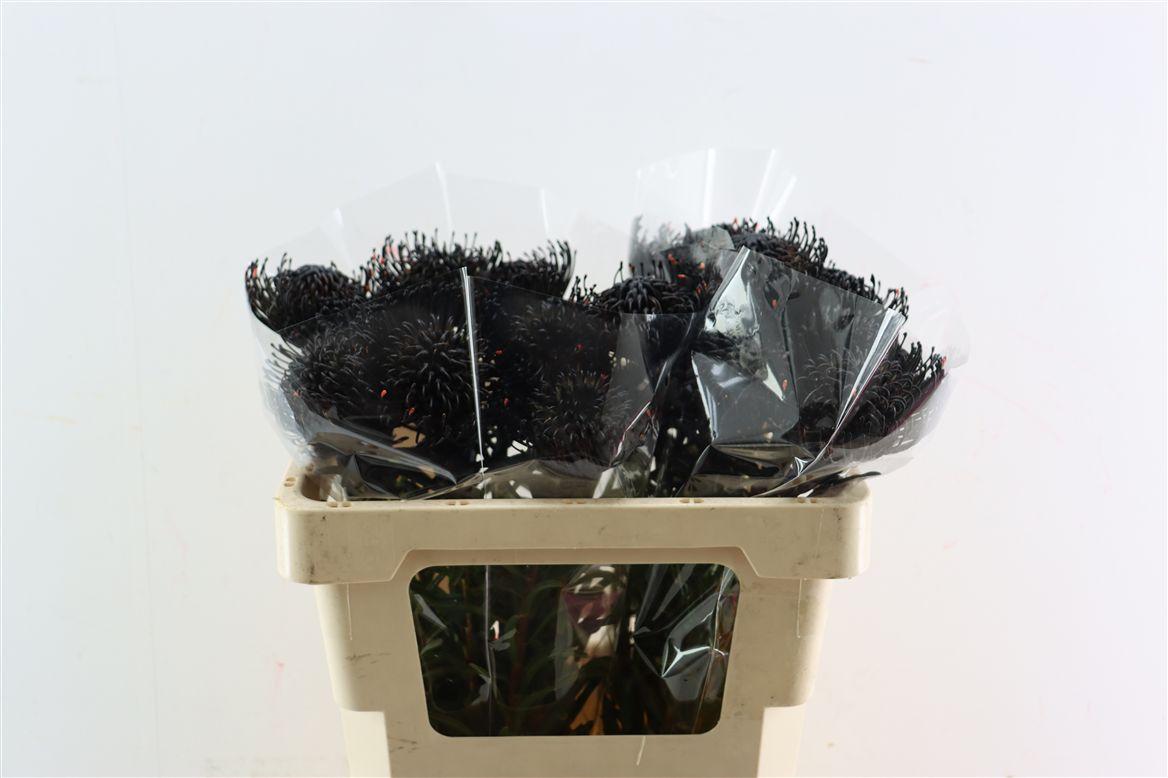 Leuco Klbh Black