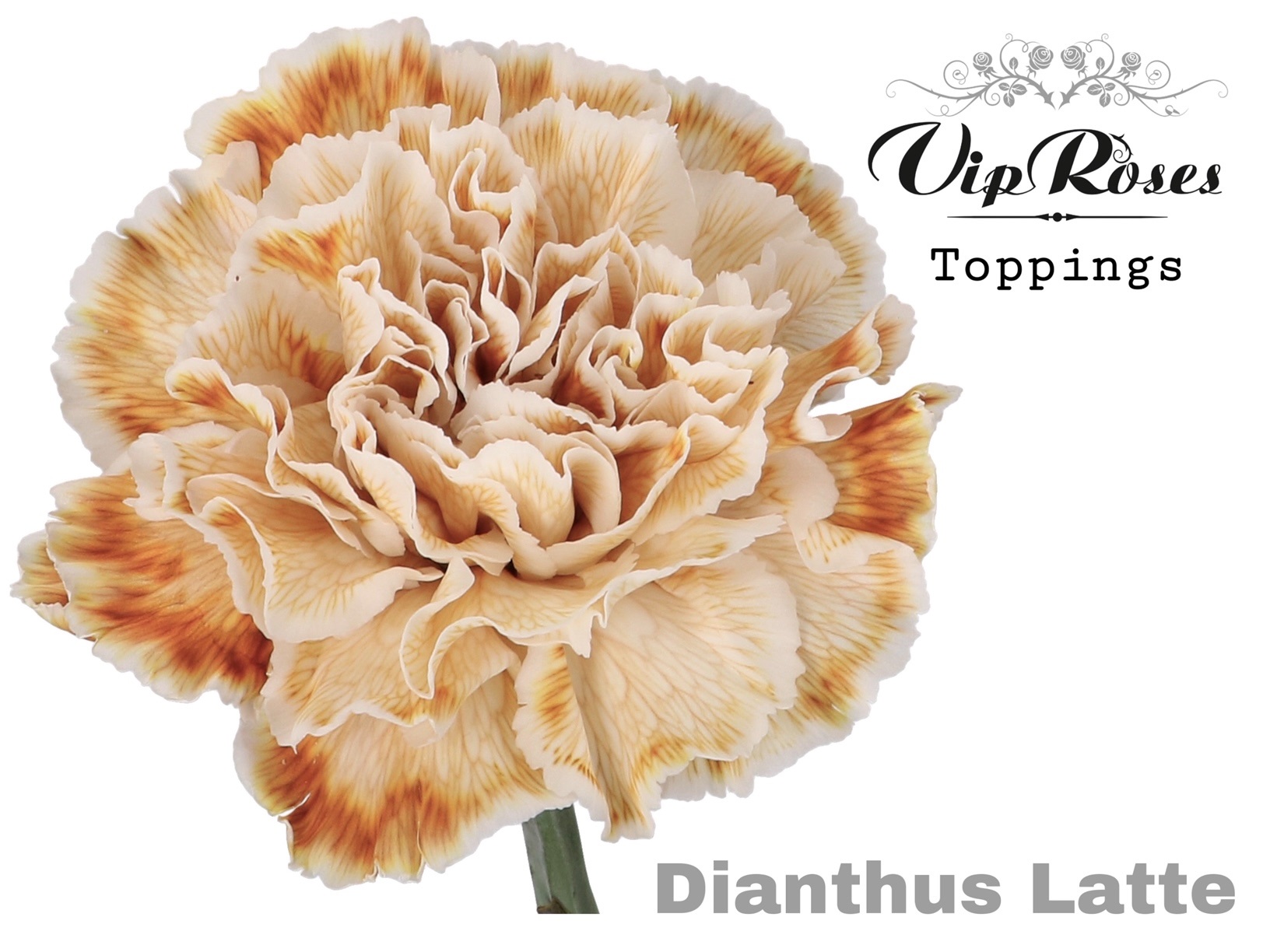 Di St Latte 60 cm