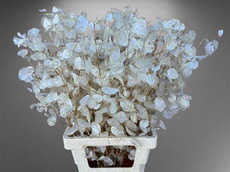 Lunaria Ann Dry