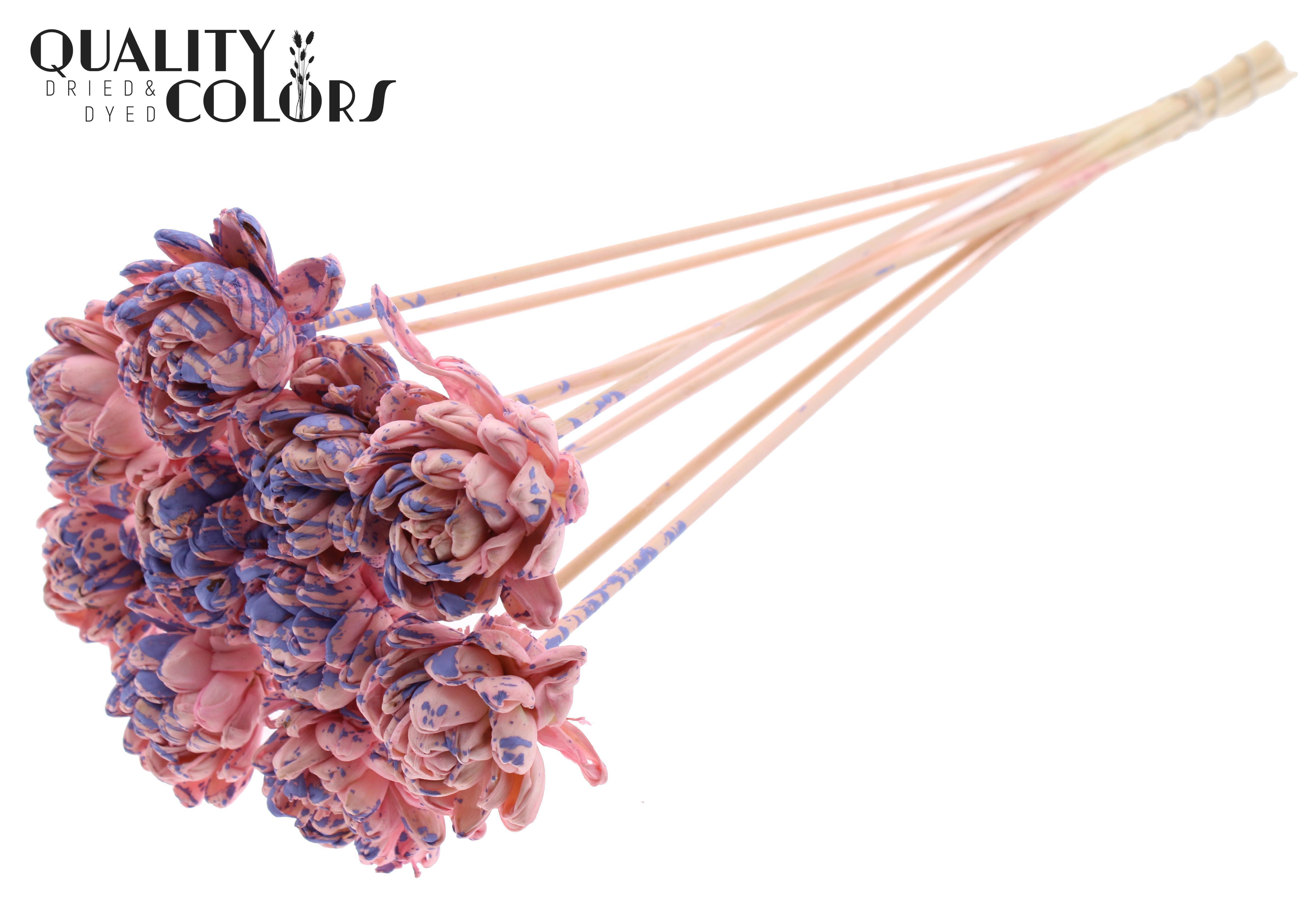 Shola New Beauty Rose Splashed Pink Milka 50cm