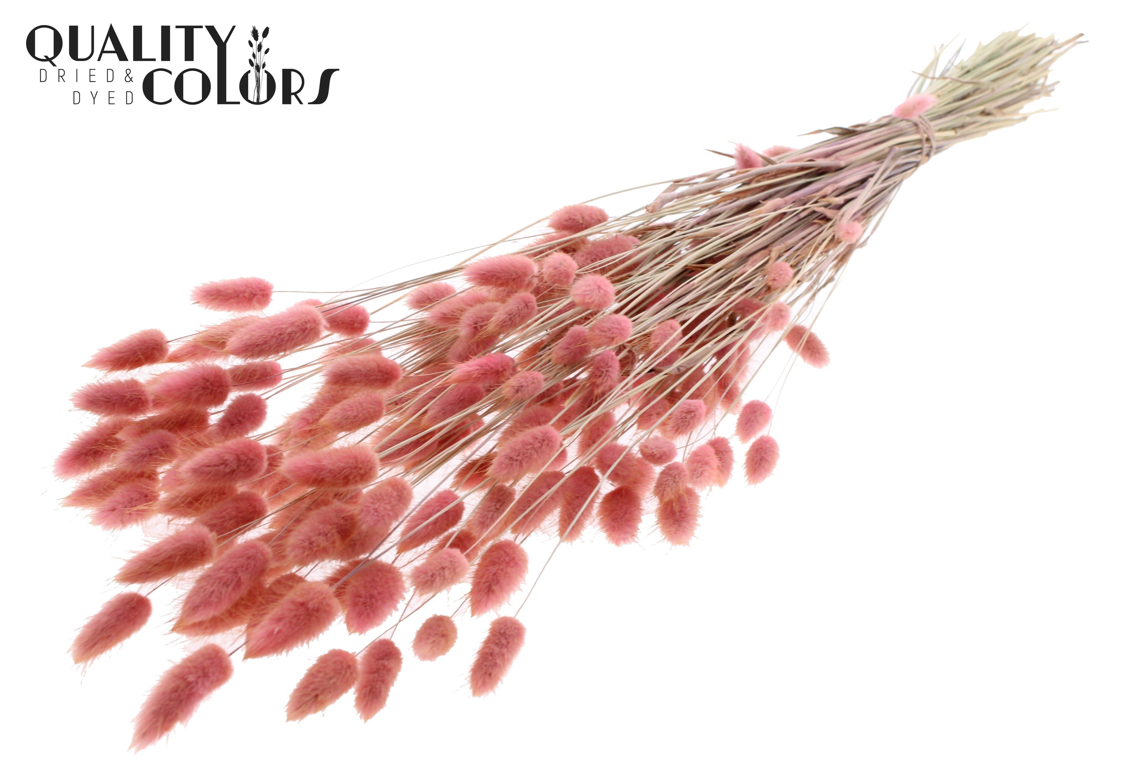Lagurus Light Pink Per Bunch 70cm