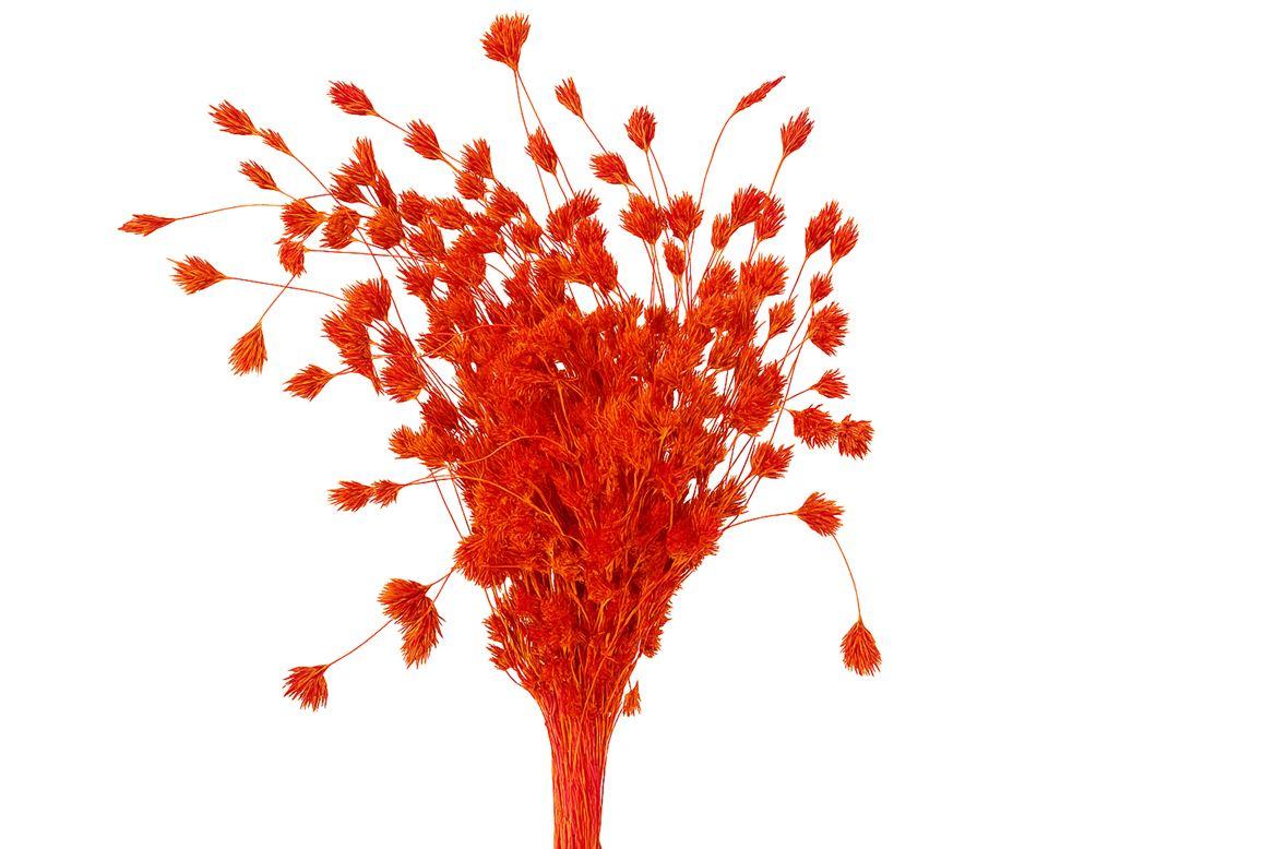 Dried Artz Wheep Bamboo Dali Bunch