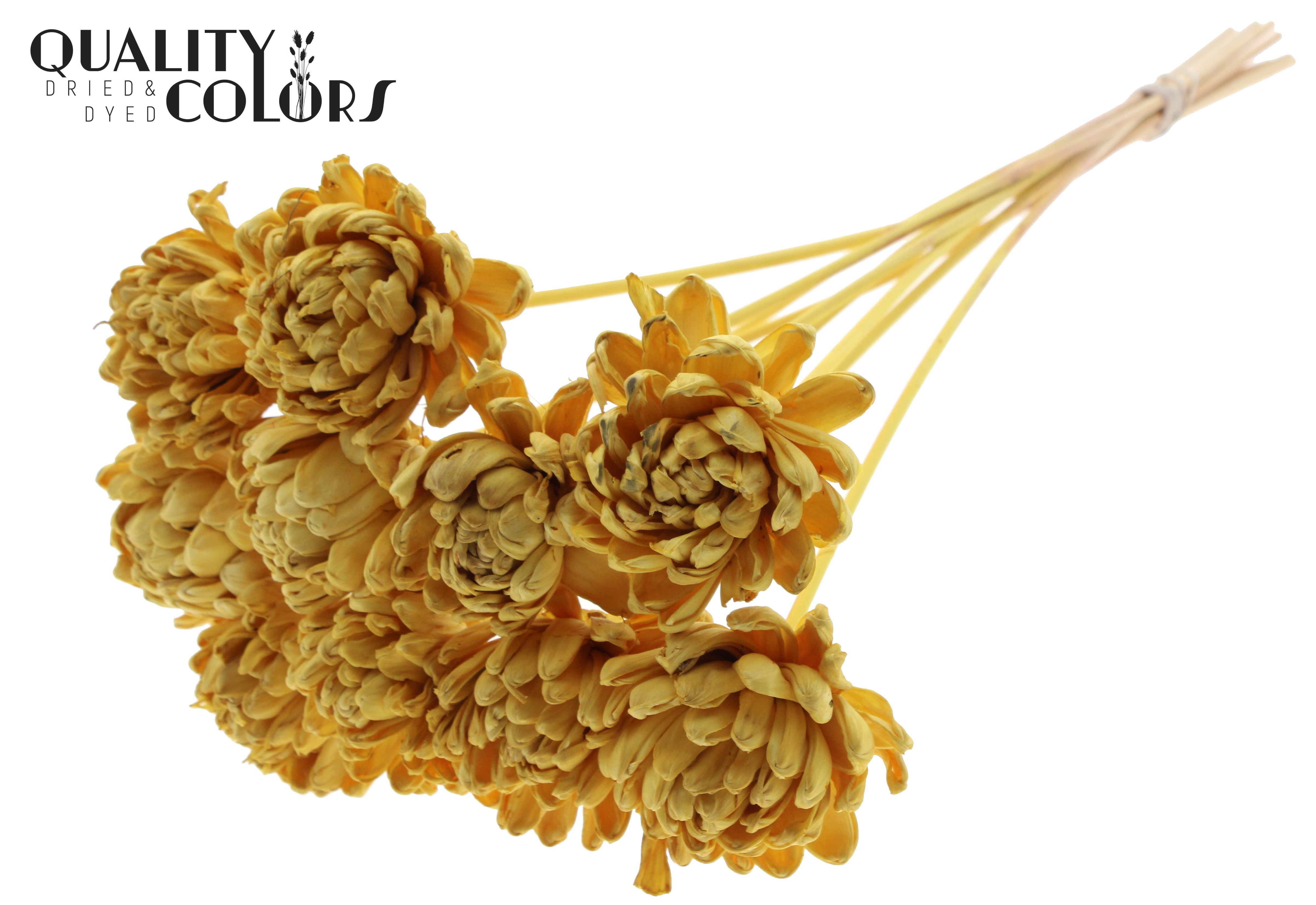 Shola Beauty Rose Yellow 50cm