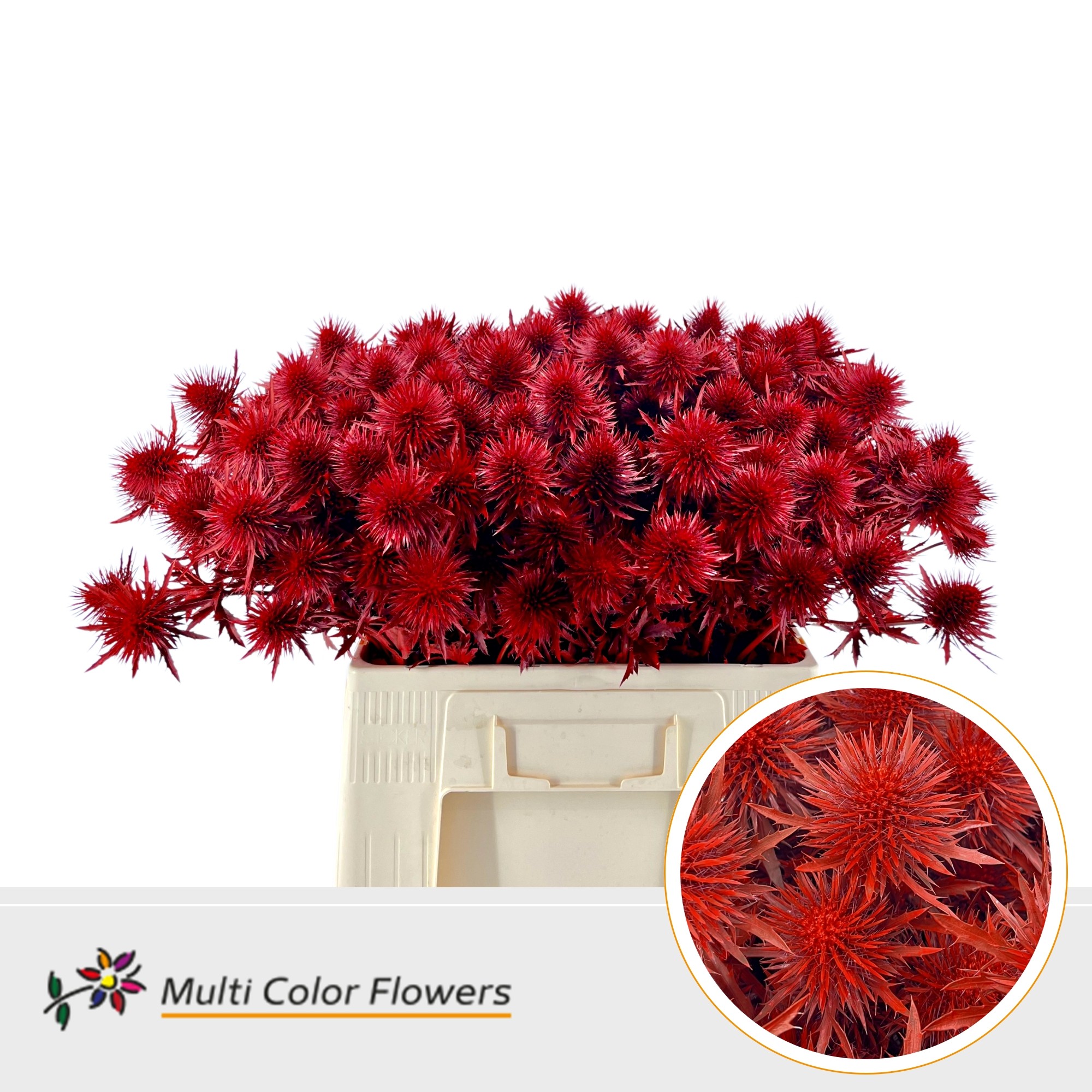 Eryngium Rood