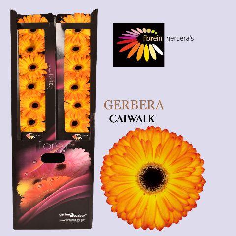 Ge Gr Catwalk Aquabox 80