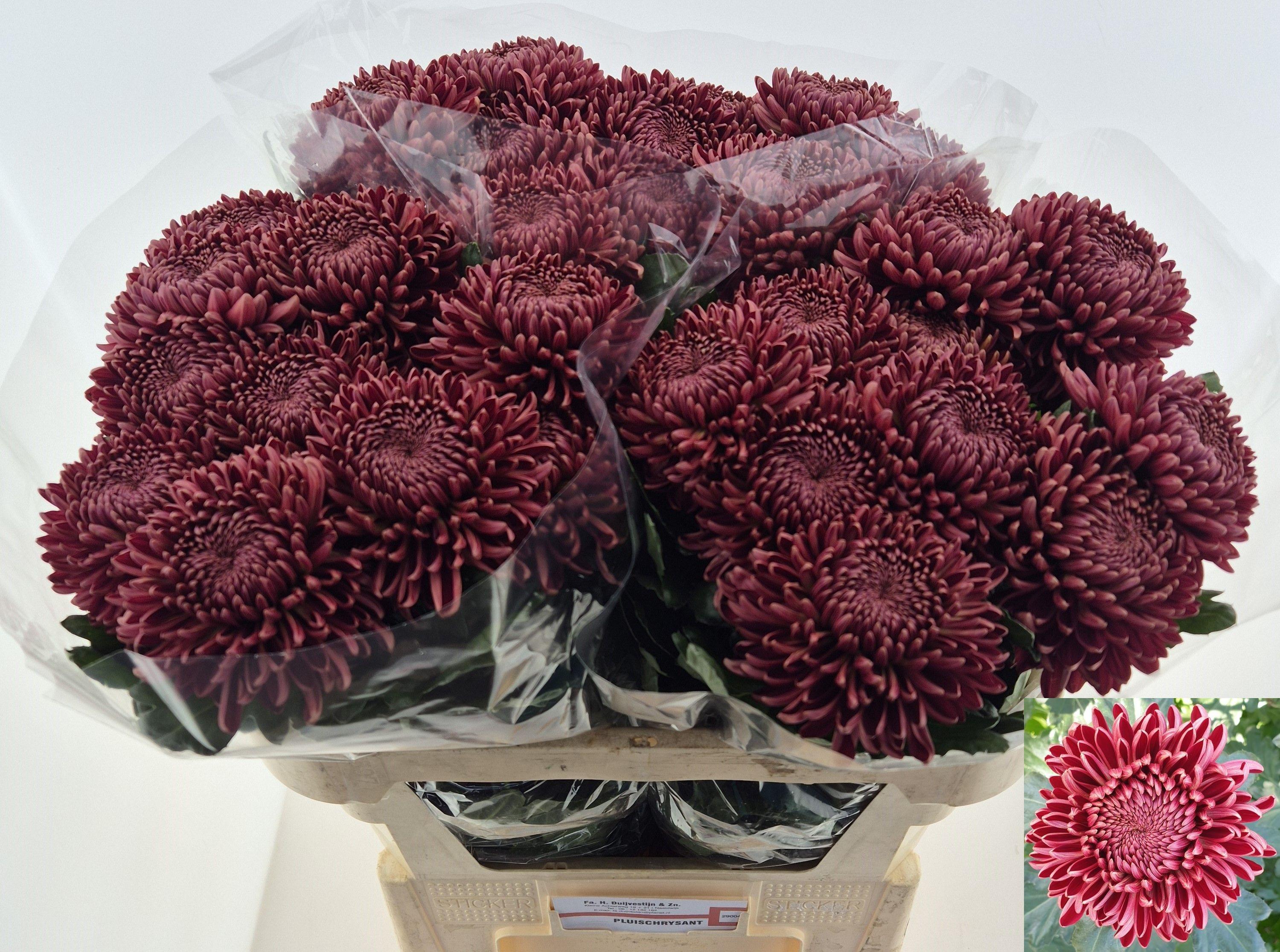 Chrysanth Single Bigoudi Red 75cm 115gr.