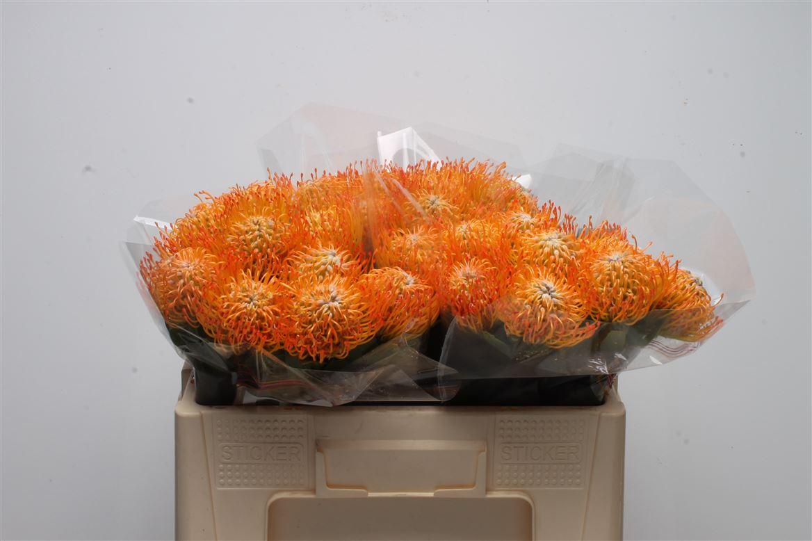 Leuco Ayoba Sun