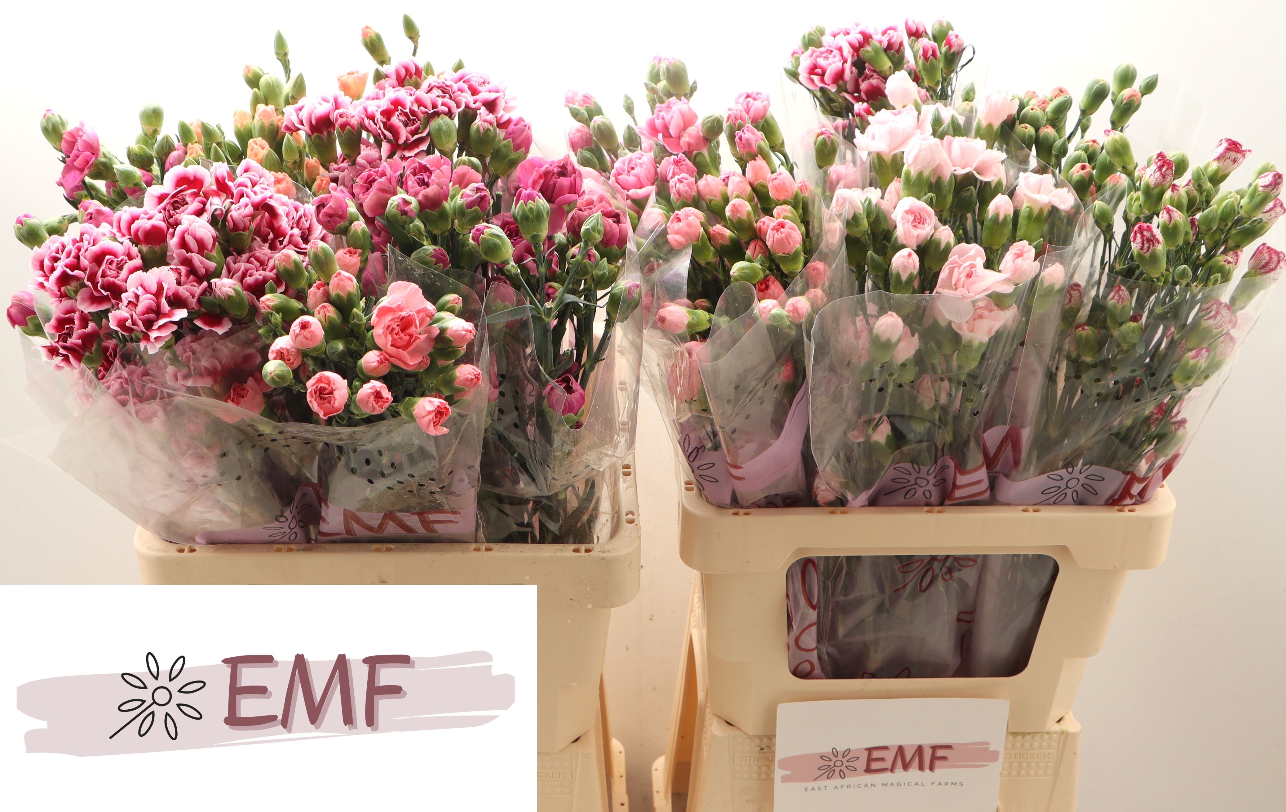 Dianthus Spray Mix 65cm