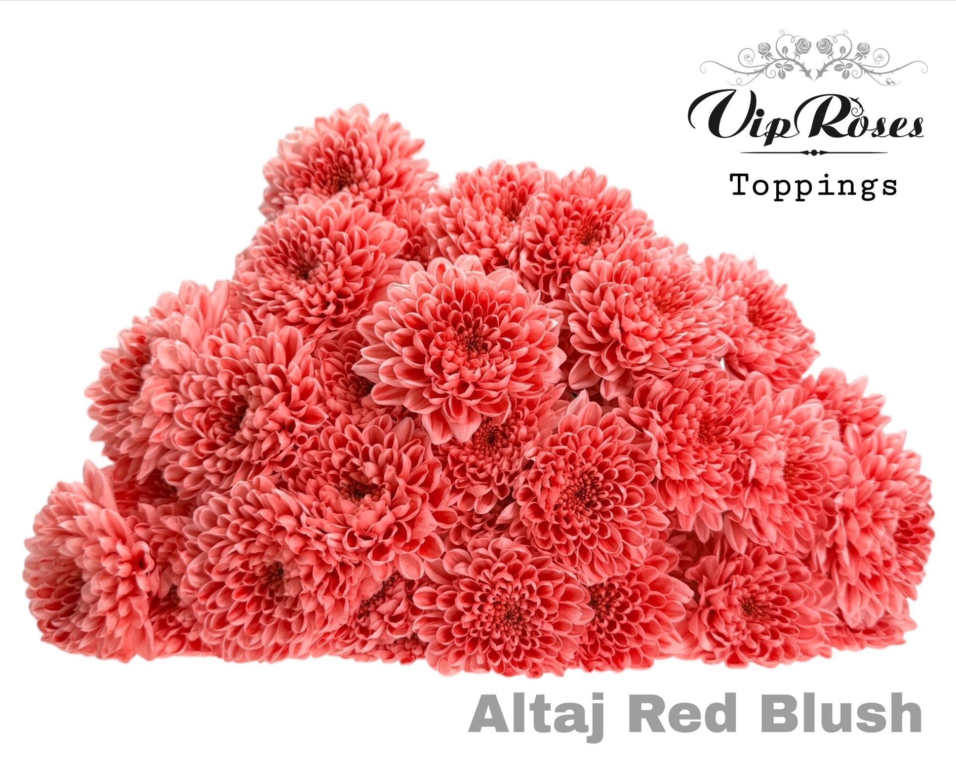 Chr T Altaj Red Blush 70 cm
