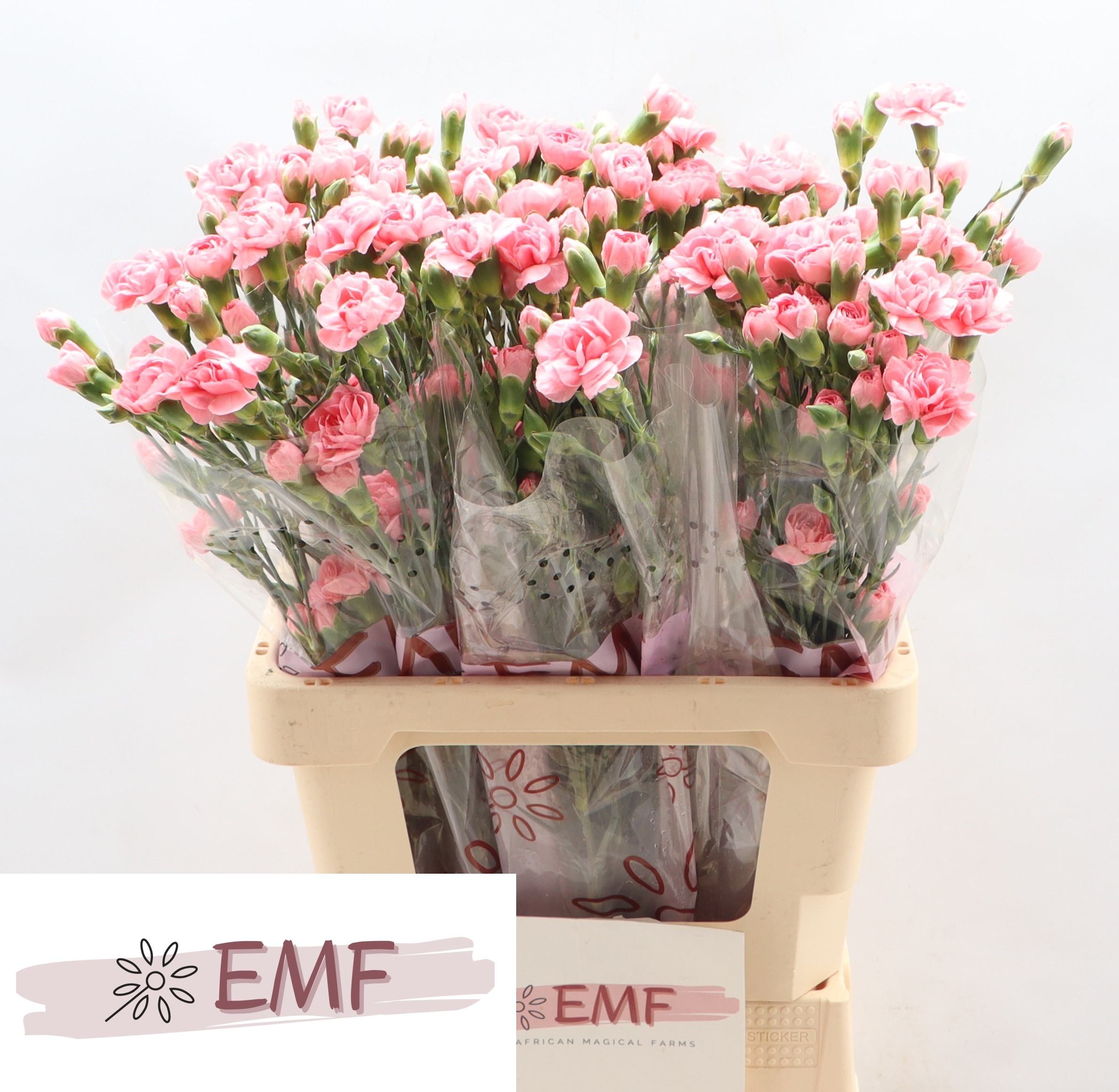 Dianthus Spray Bubble Gum 65cm