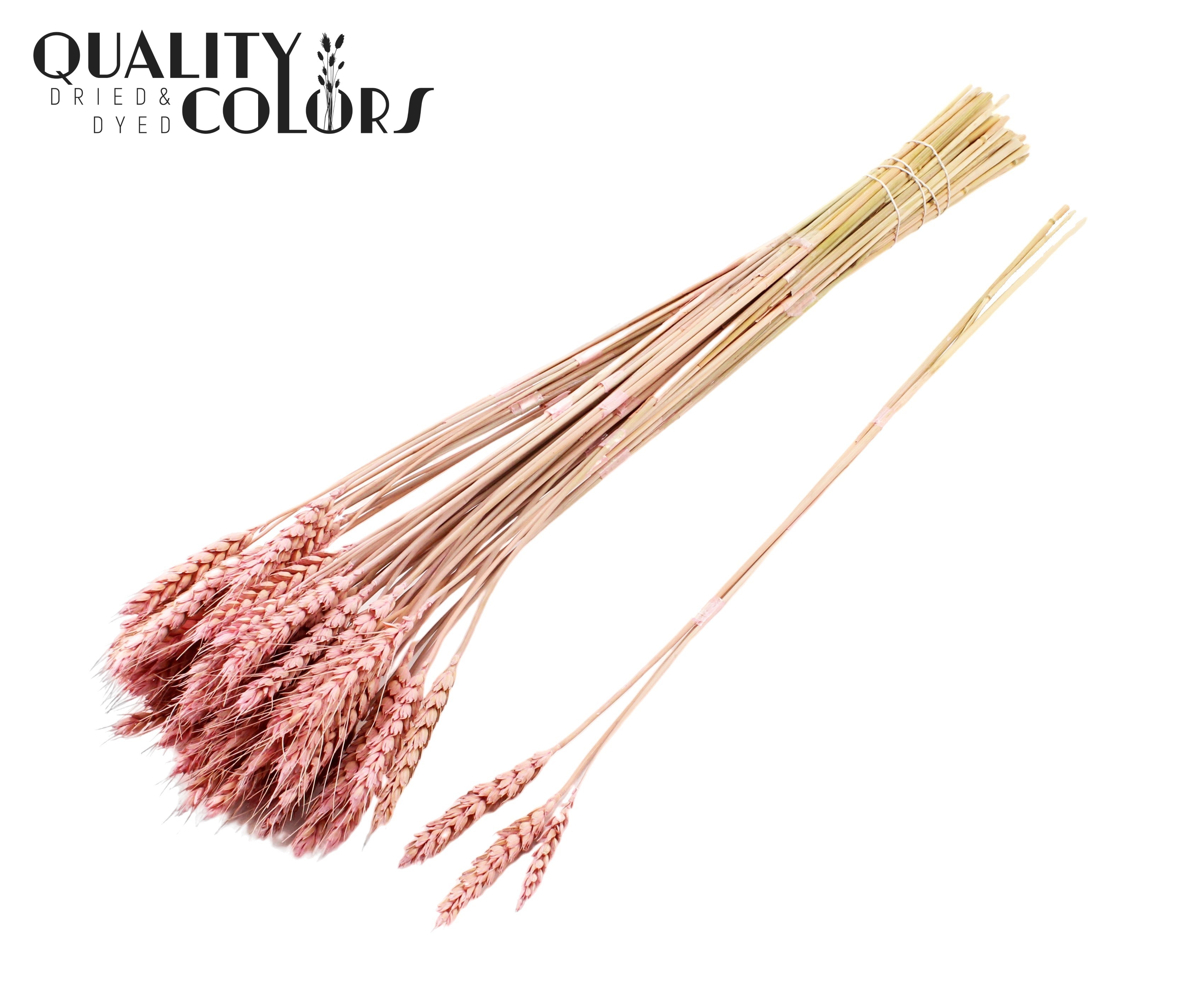 Triticum Tuft Frosted Pink 55cm