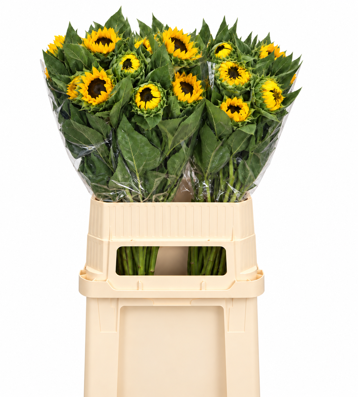 Helianthus Vincent's Choice