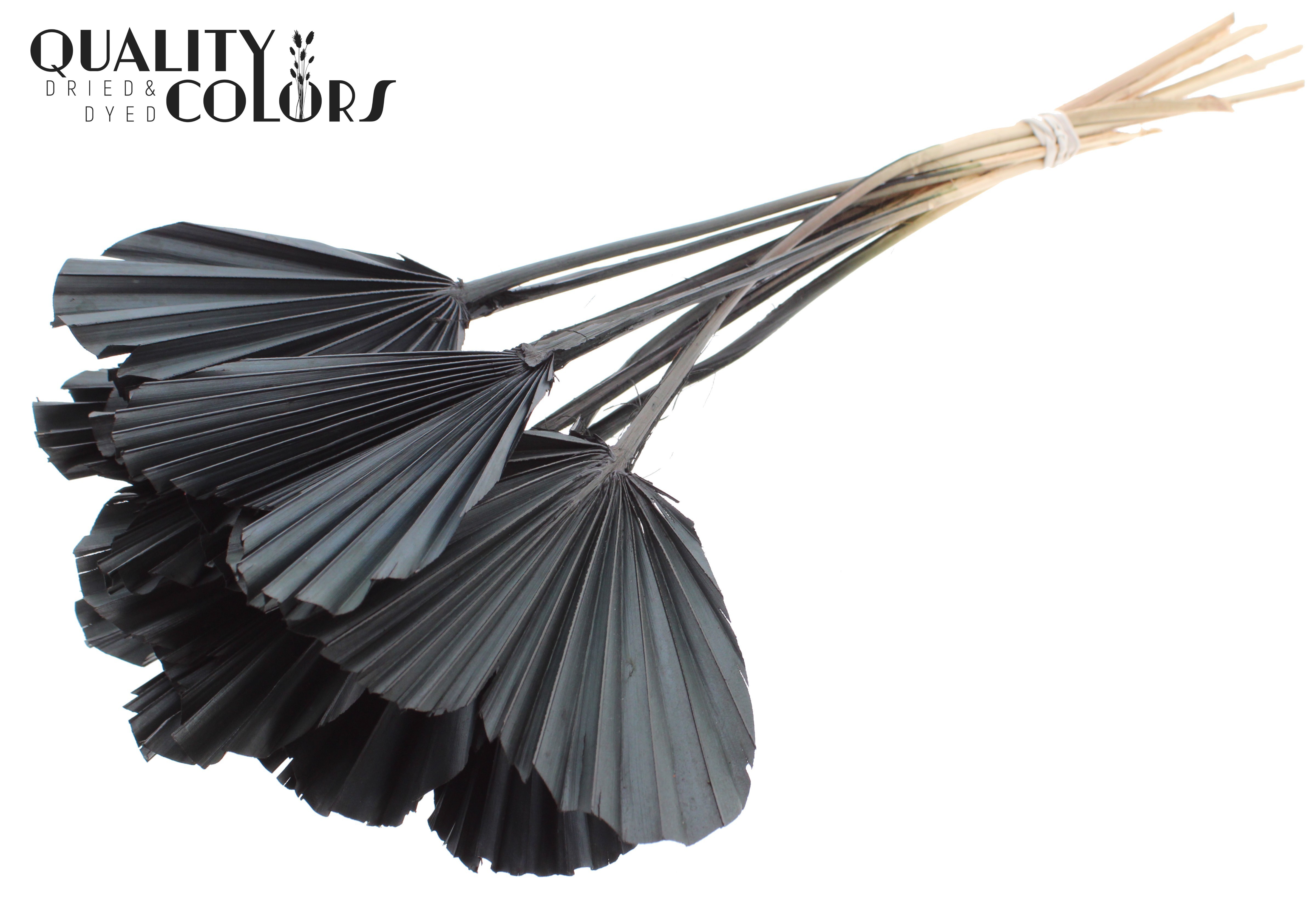Palm Spear Heart Black 45cm