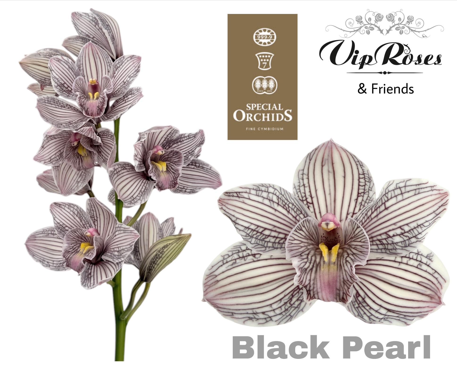 Cymbidium Painted Black Pearl 80cm