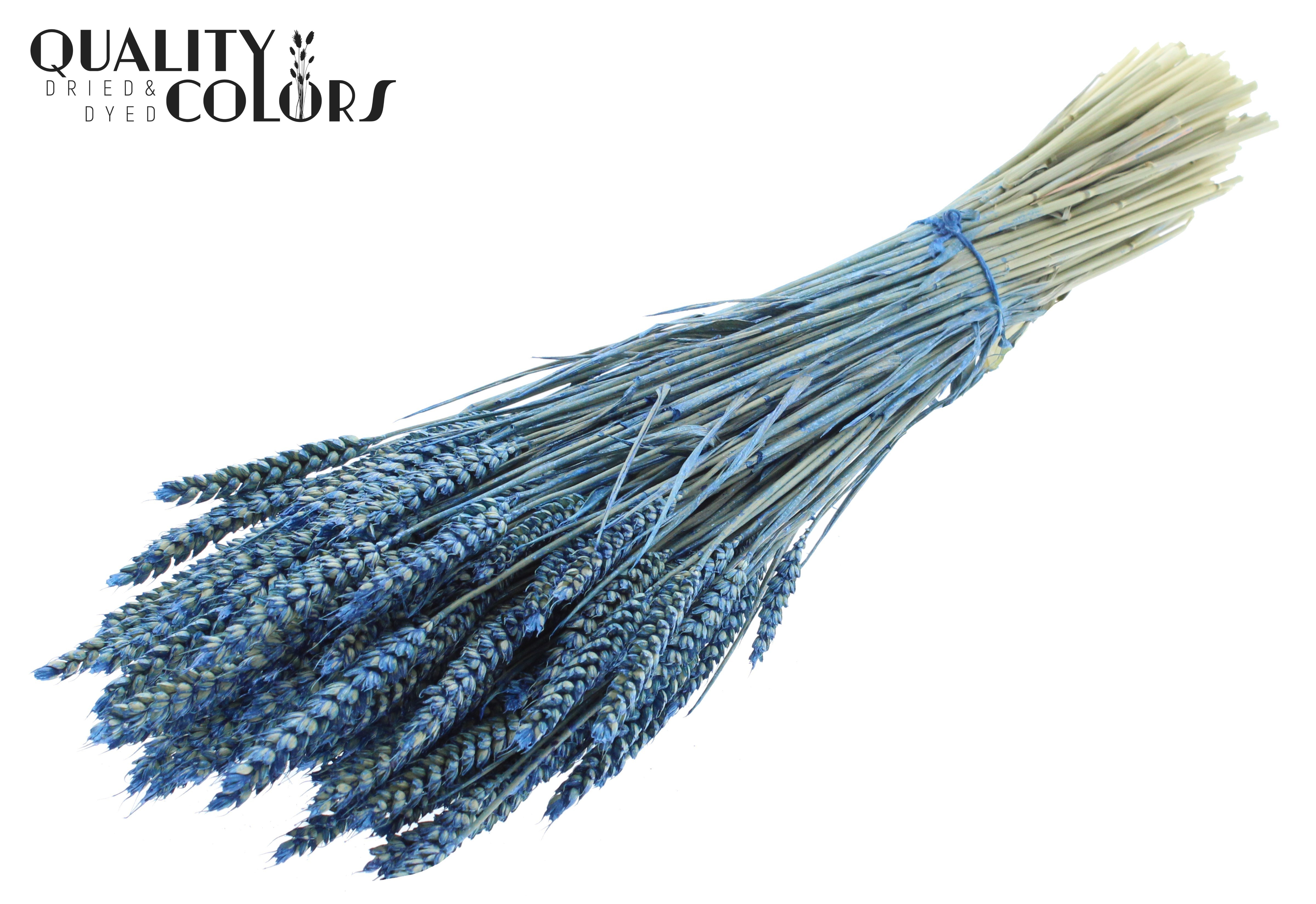 Triticum Pearl Blue Per Bunch 60cm