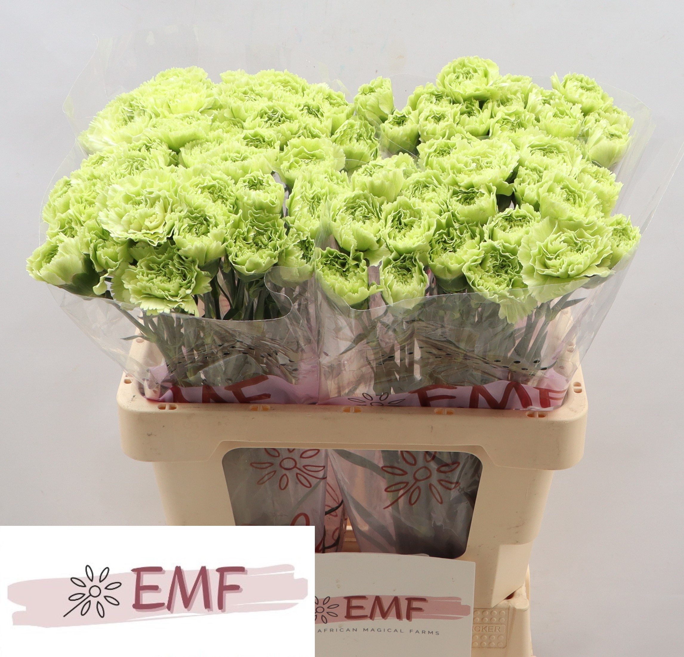 Dianthus Single New York 60cm