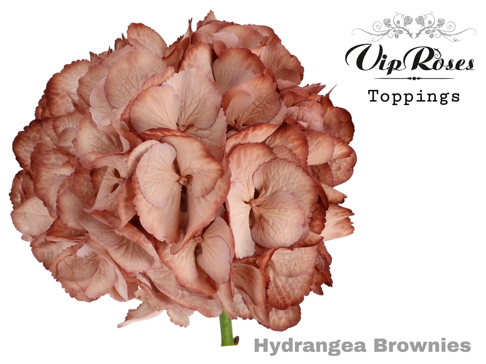 Hydr M Brownies 60 Cm