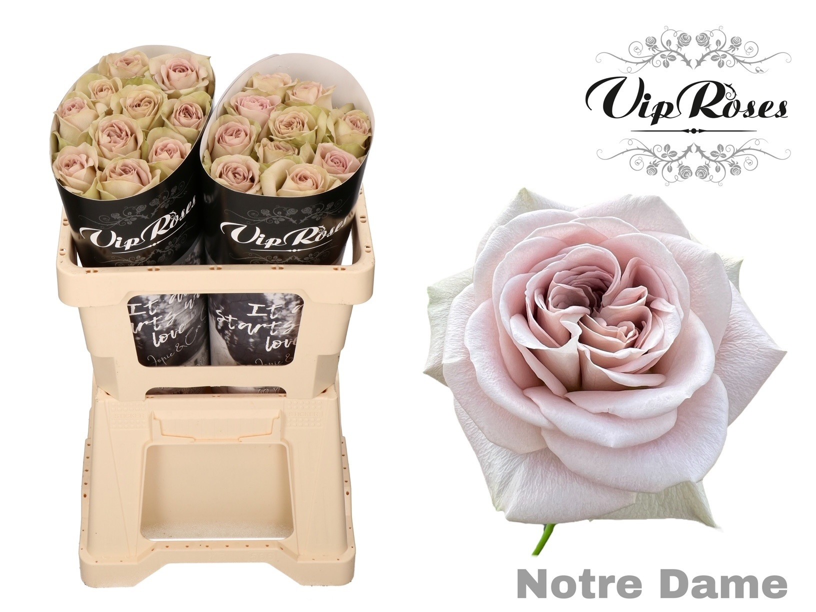 R Gr Notre Dame+ X20 50 cm