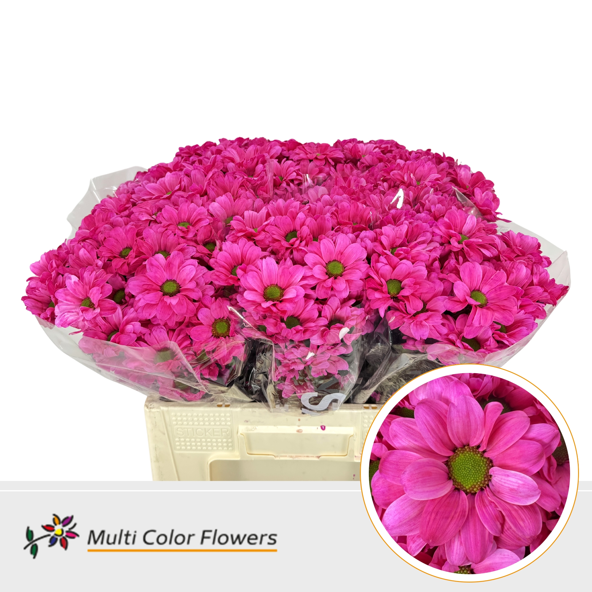 Chrysanth Spray Painted Kennedy Hot Pink 60cm
