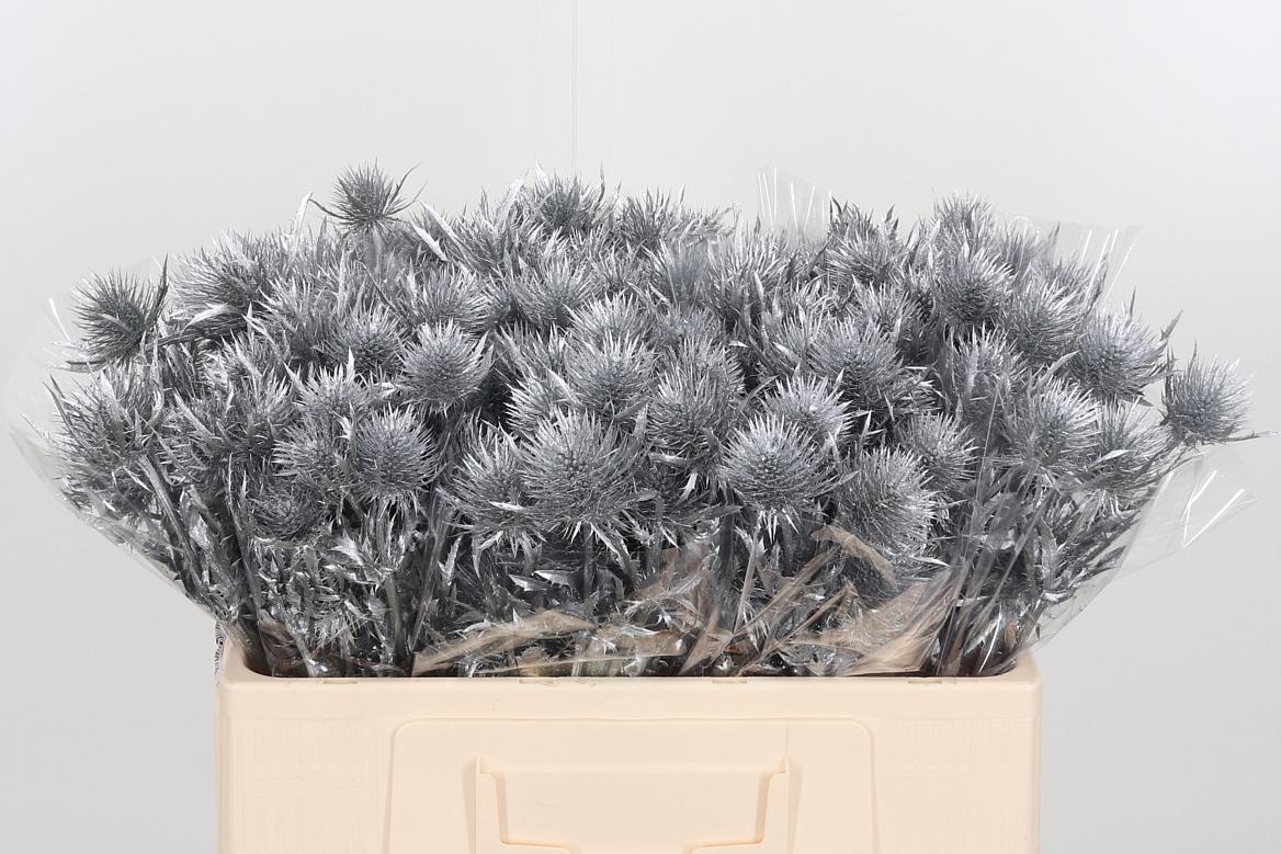 Eryngium Anita Silver