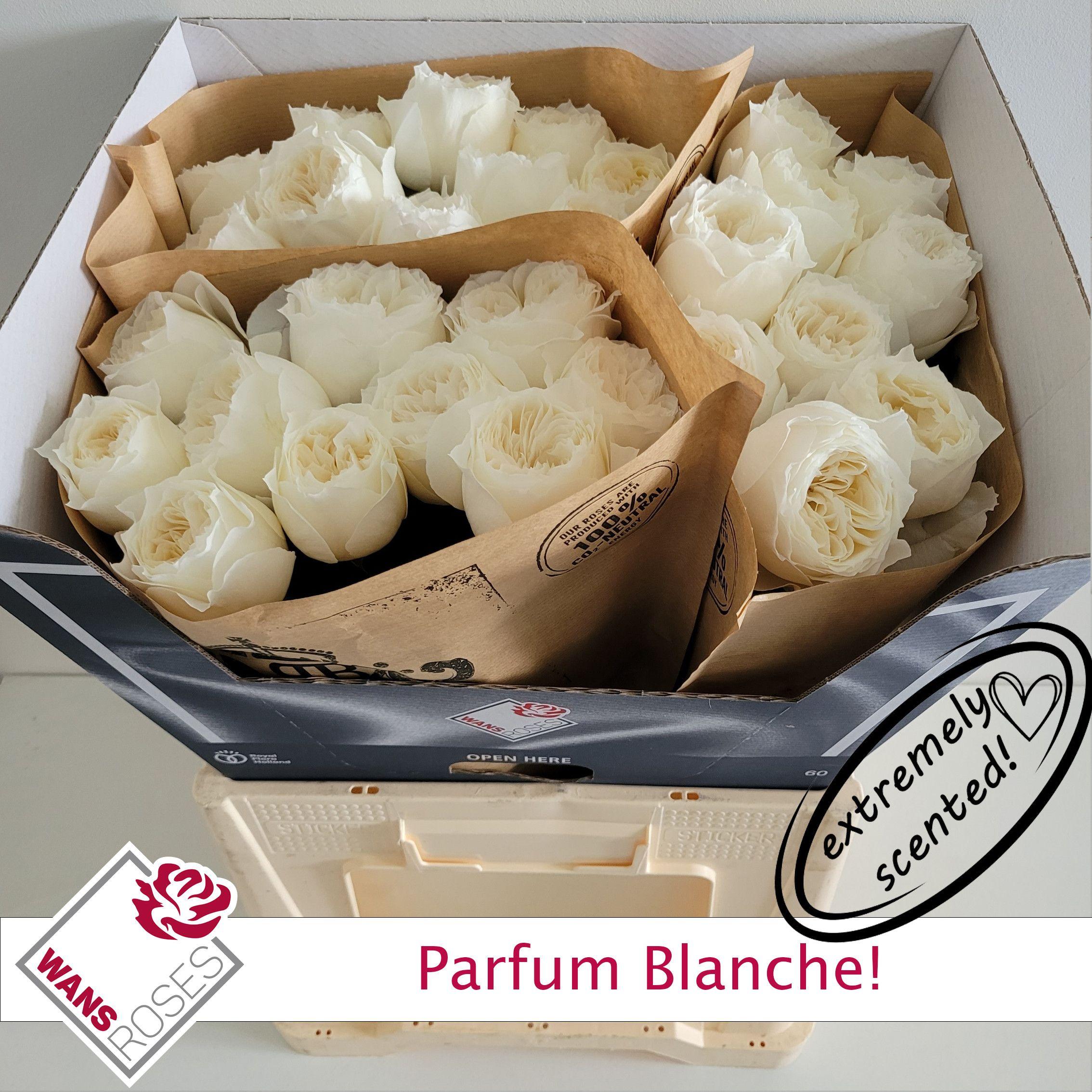 Rosa Garden Parfum Blanche! 60cm