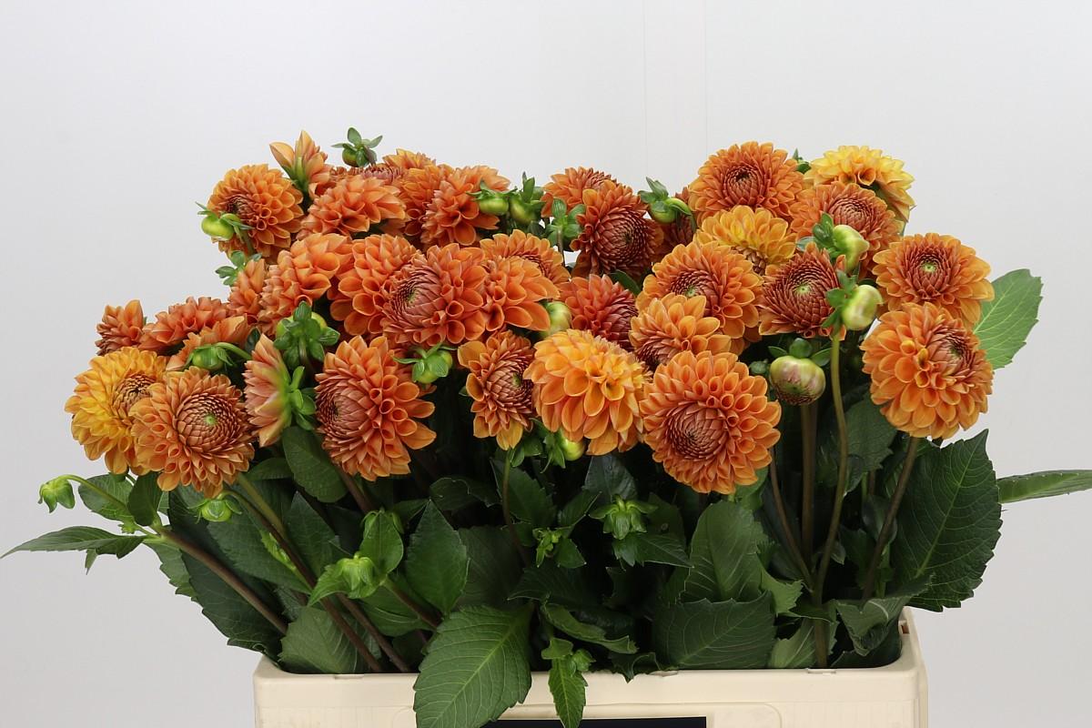 Dahlia Cornel Bronze