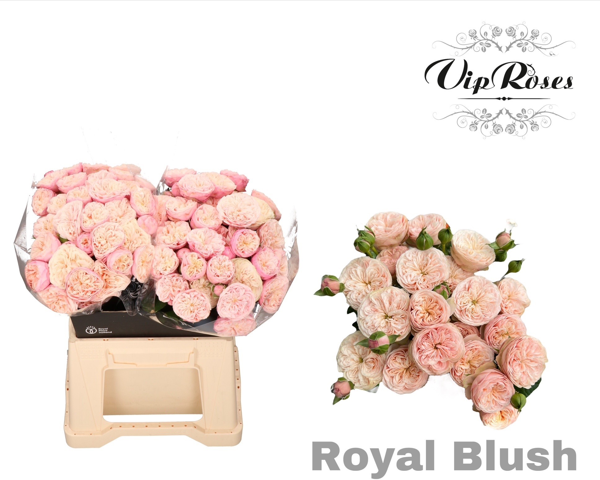 R Tr Royal Blush