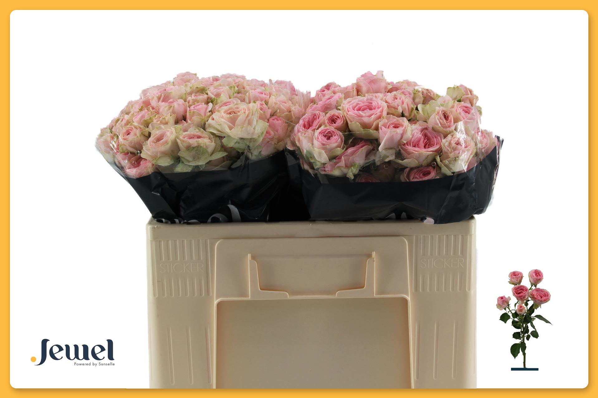 Rosa Spr Yvette 50cm