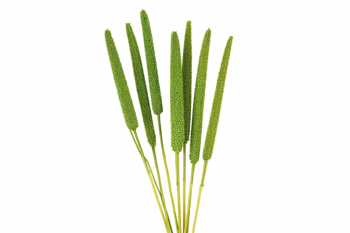 Dried Babala X5 10pc Light Green Bunch