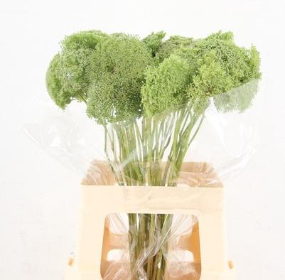Ammi Visnaga Green Mist 60cm