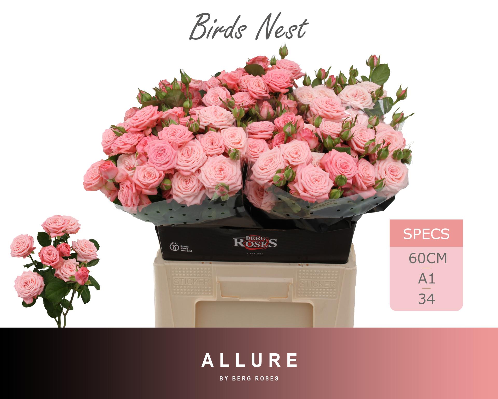 Rosa Spr Birds Nest+ 60cm