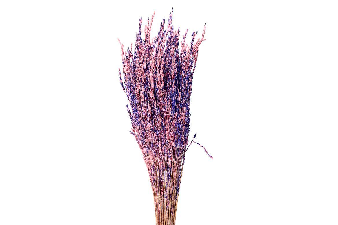 Dried Artz Rice Grass Da Vinci Bunch