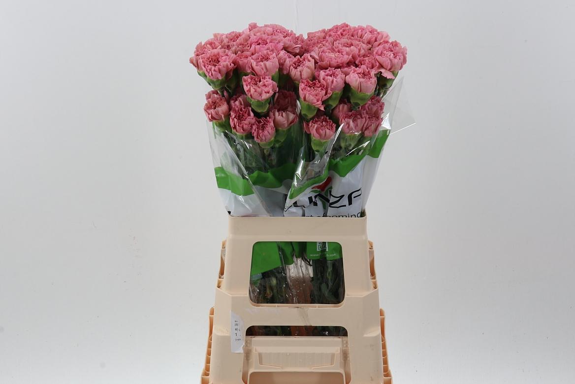 Di St Lege Pink