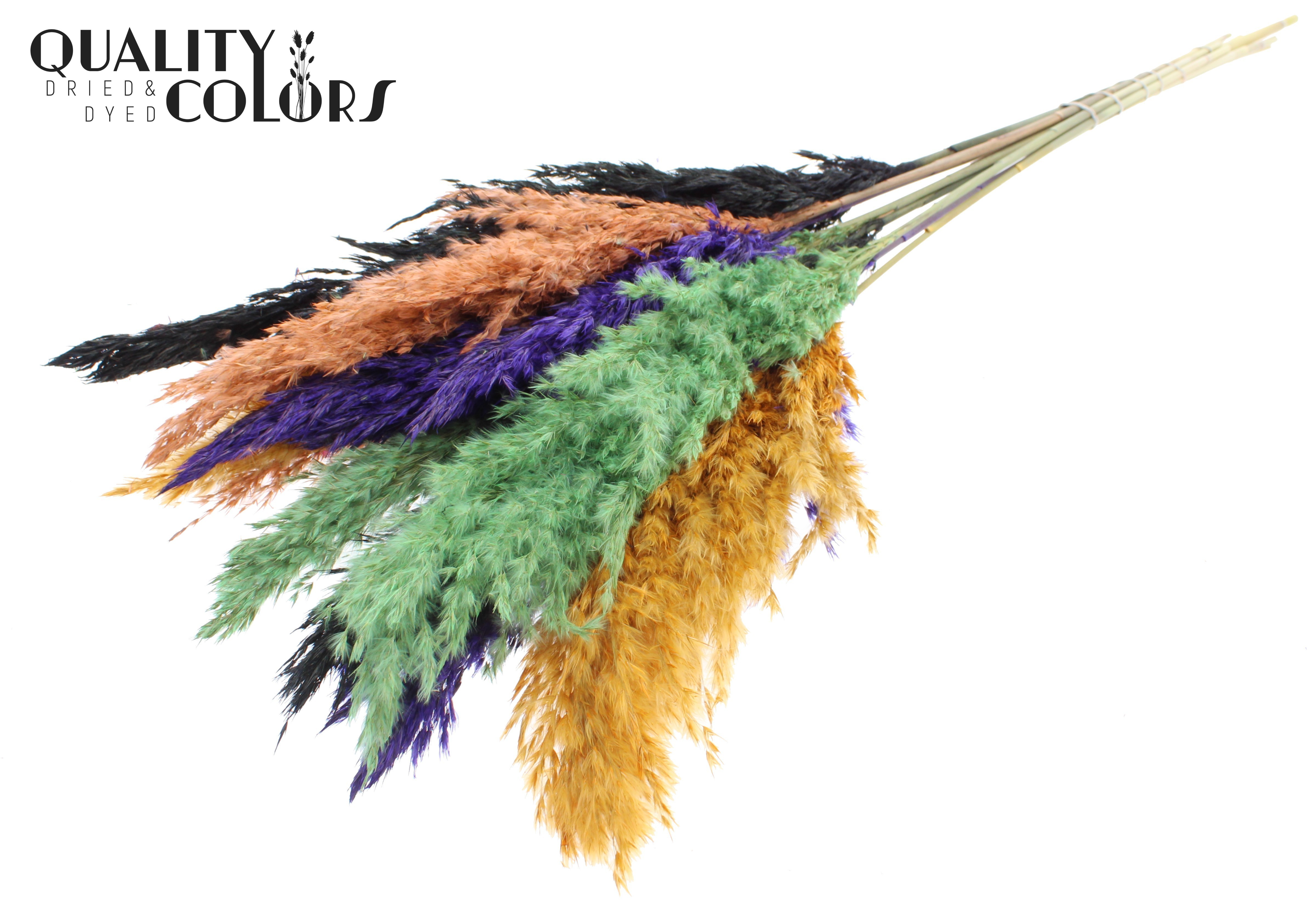 Pampas Grass Mix Per Bunch 70cm