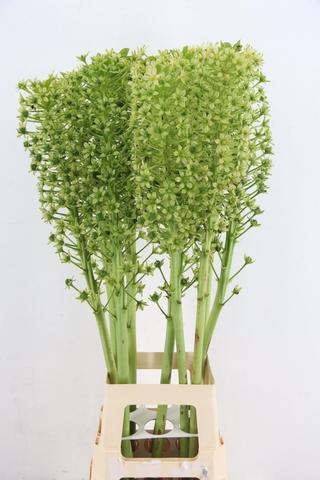 Eucomis Pole-Evansii Goliath 100cm