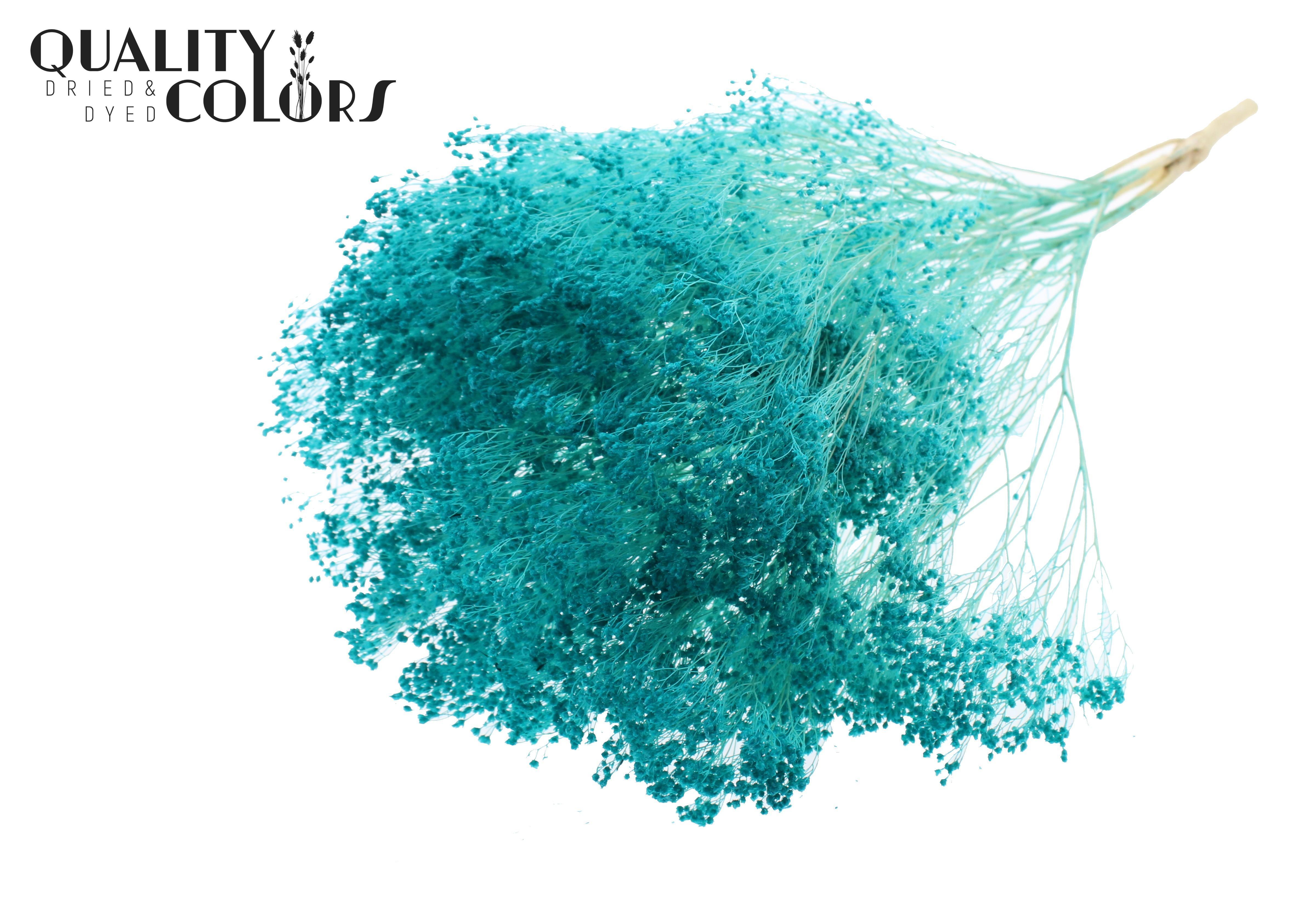 Broom Bloom Turquoise Per Bunch 50cm