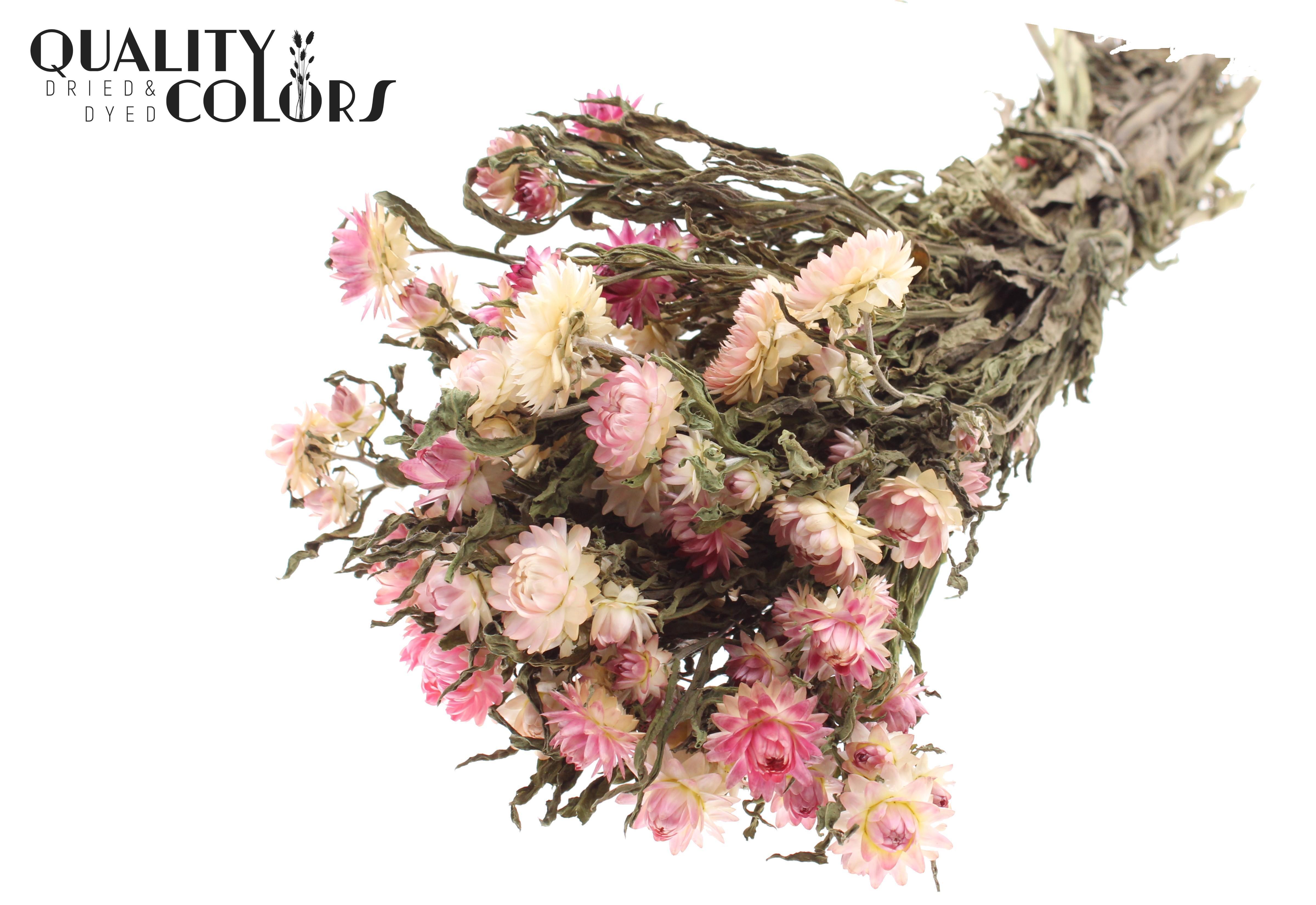 Helichrysum Natural Pink Per Bunch 45cm