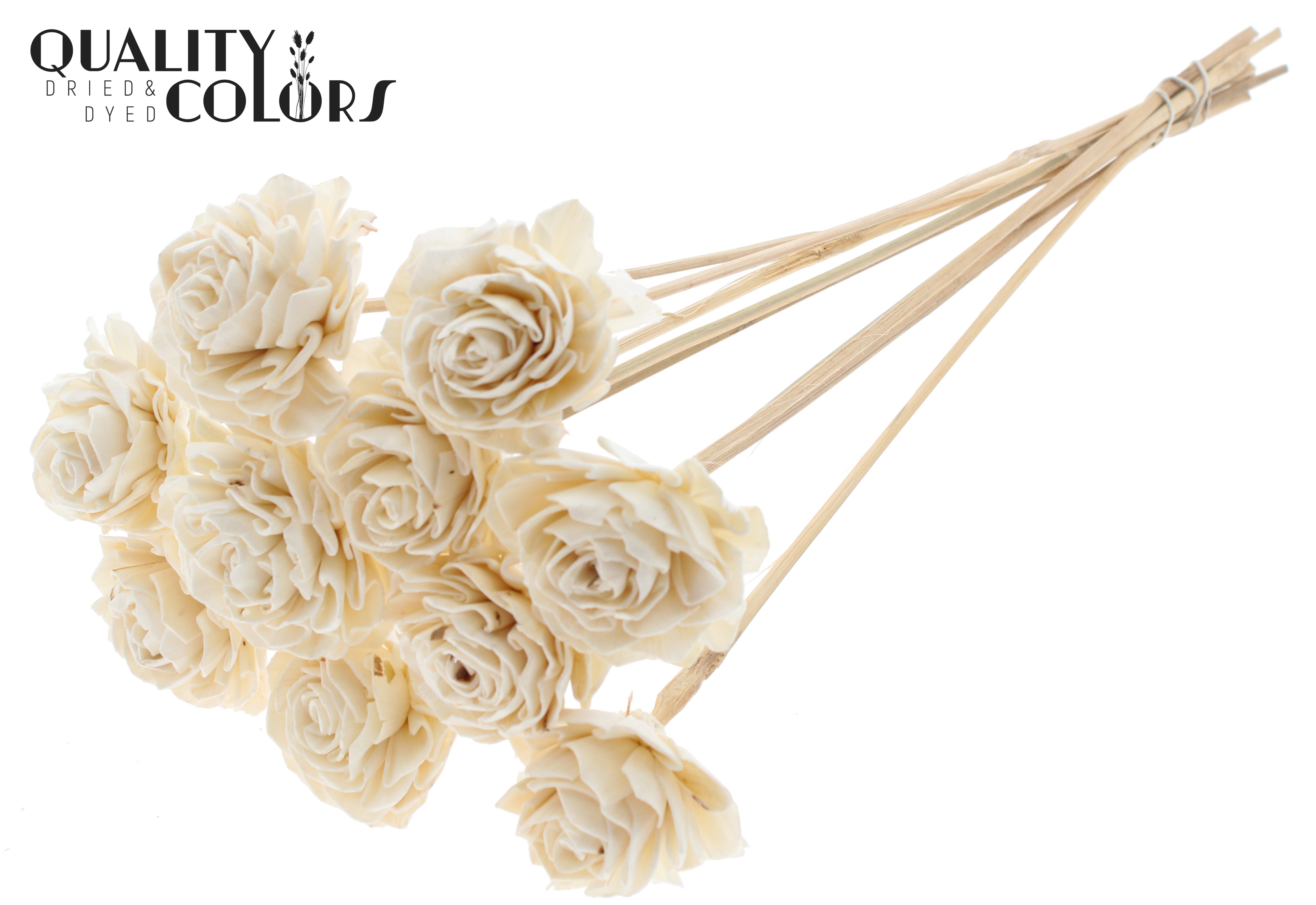 Shola Dhaliya Creme 50cm