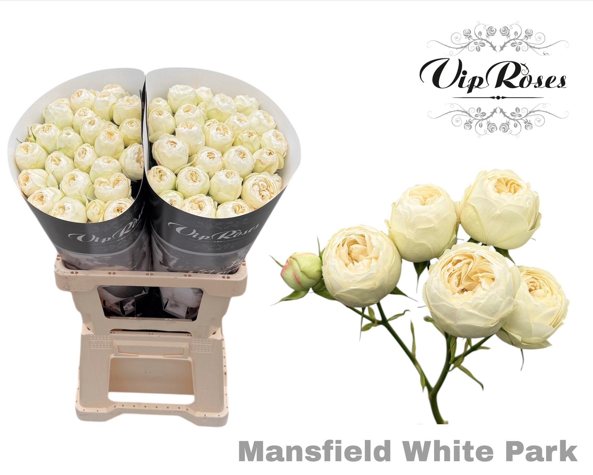 R Tr Mansfield White Park
