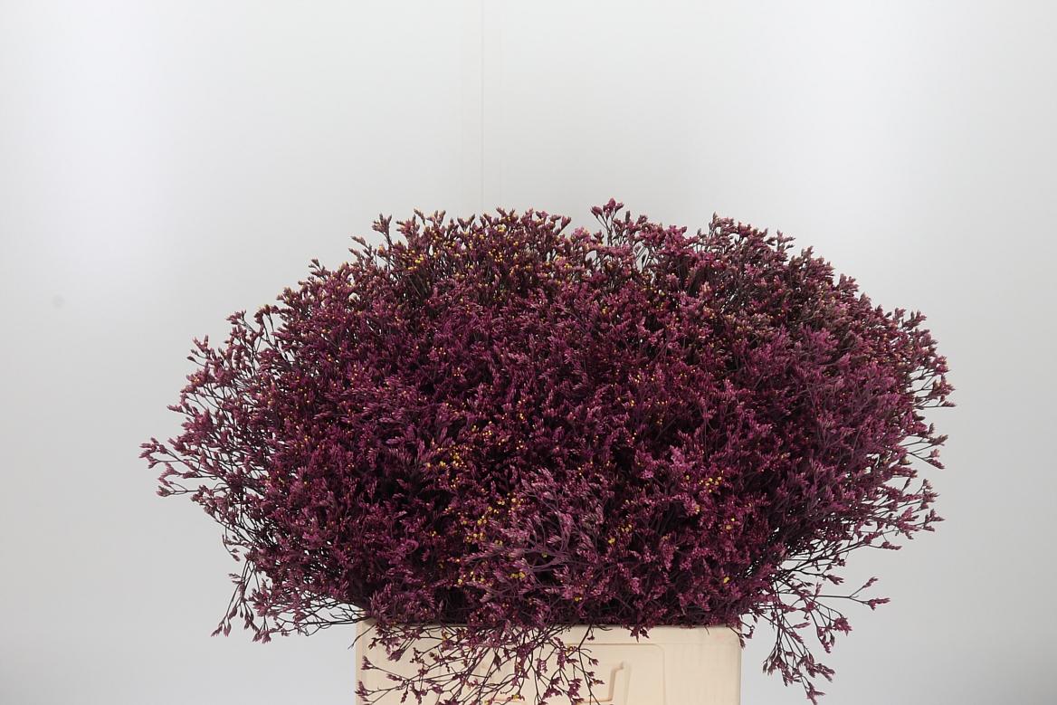 Limonium Red Verf