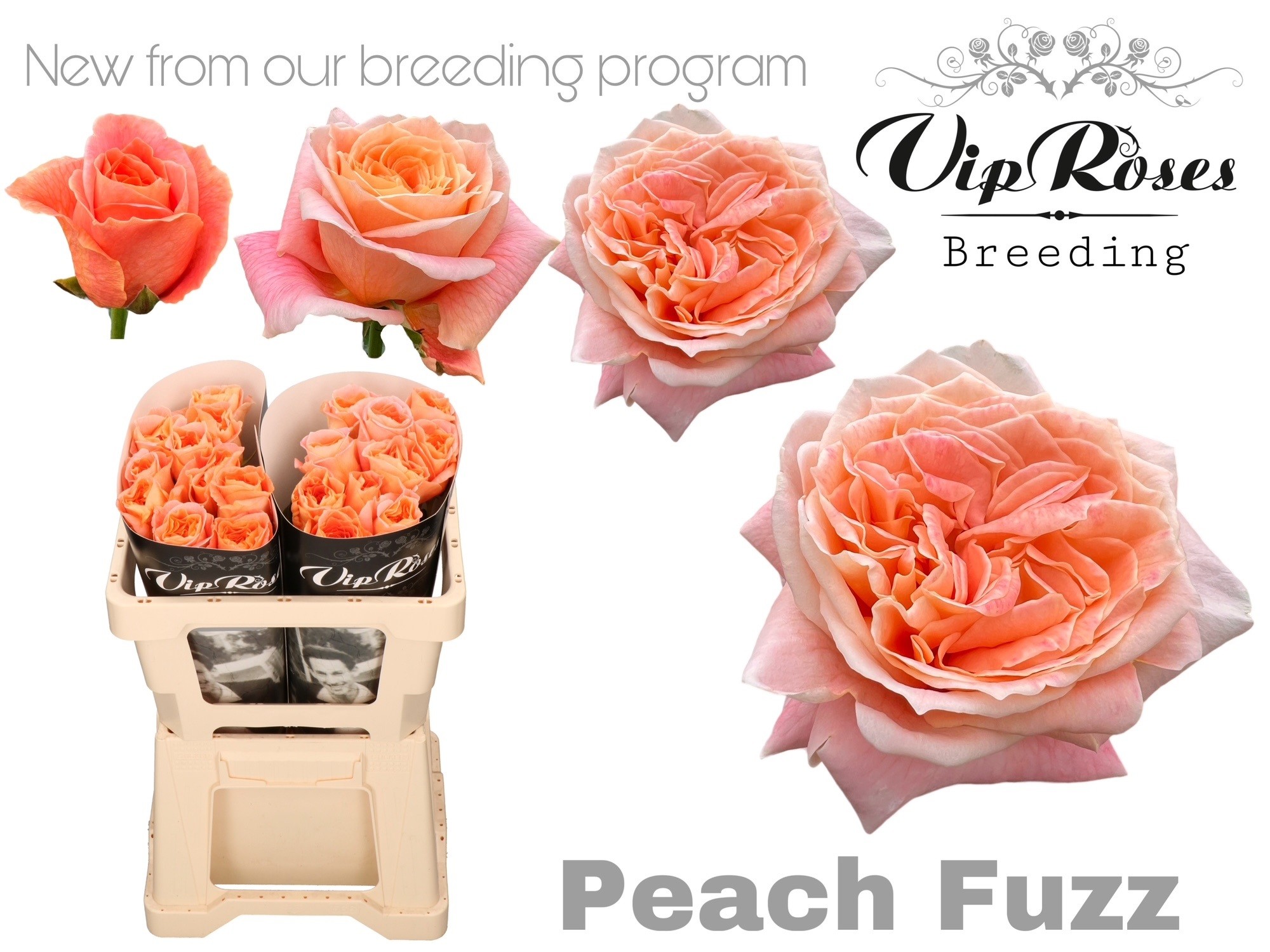R Gr Peach Fuzz