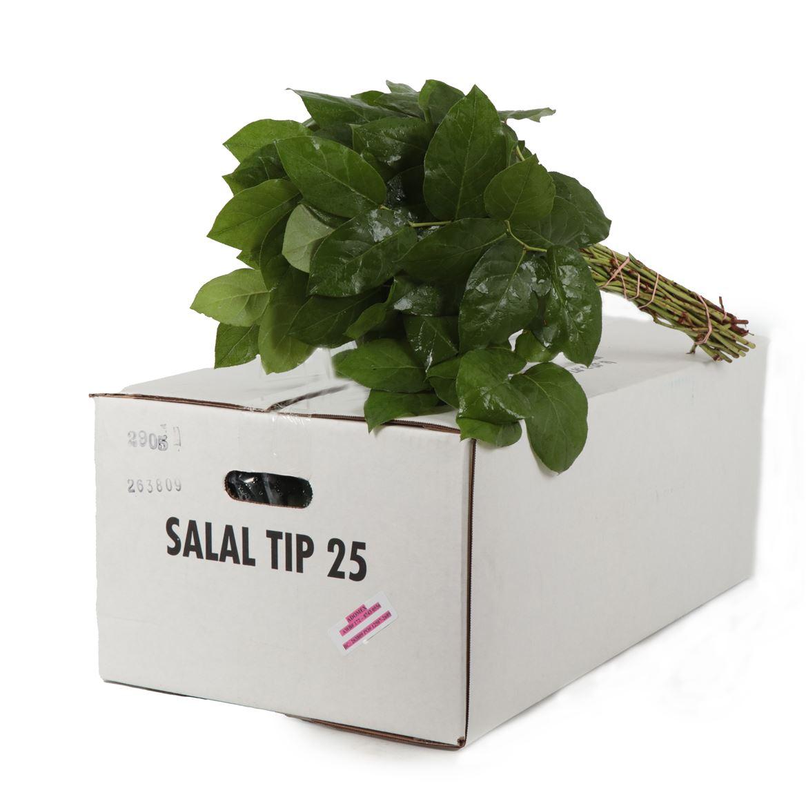 Salal Tip