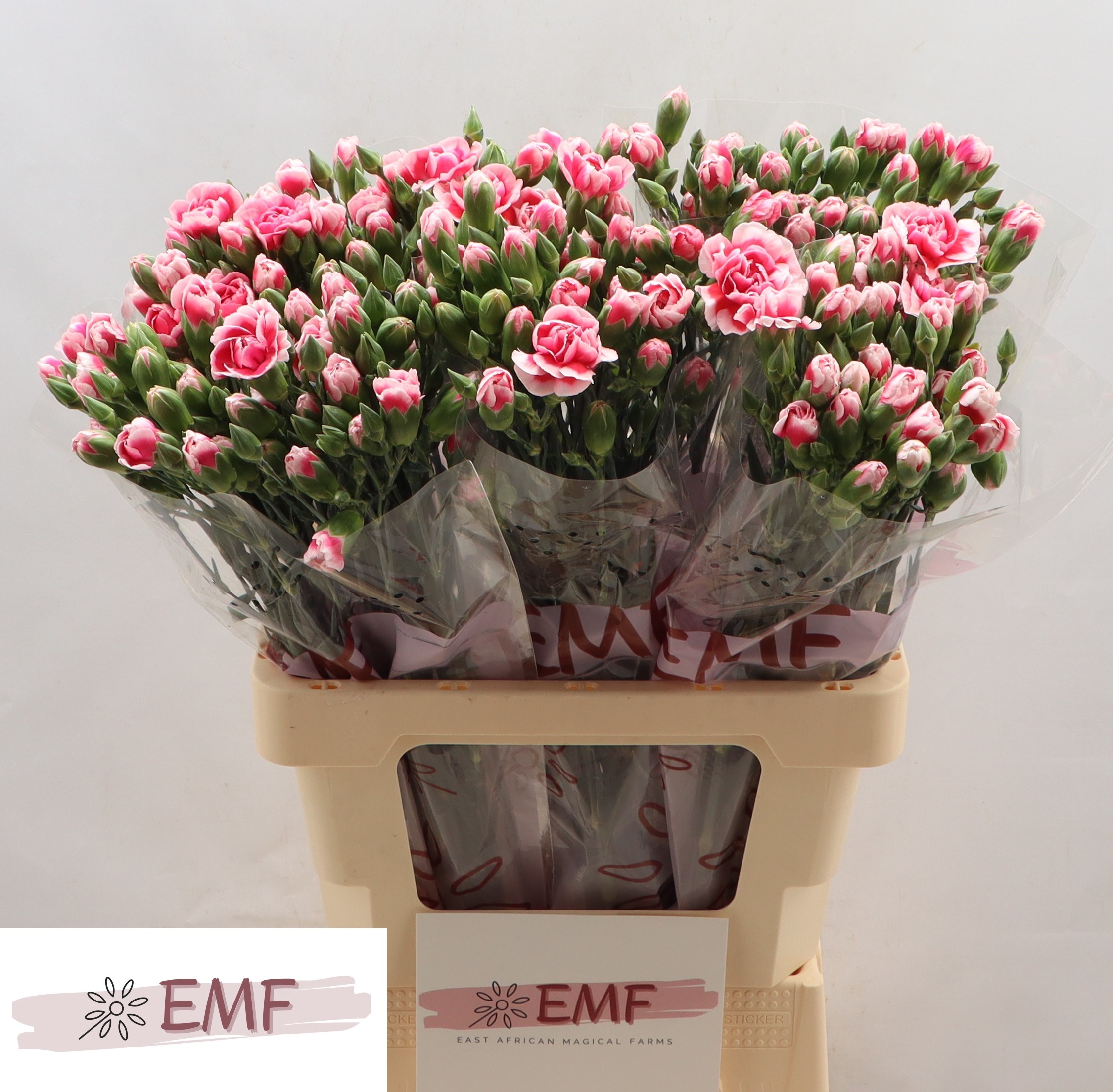 Dianthus Spray Cosmocherry 65cm